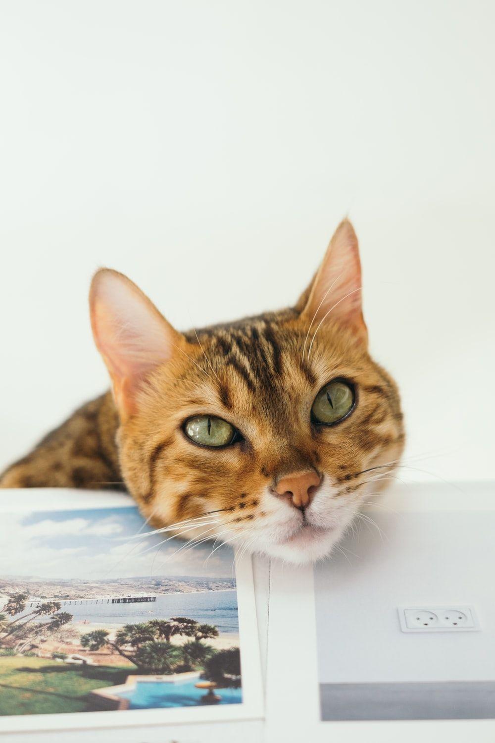 1000x1500 Cat Picture & Image [HD]. Download Free Image & Stock