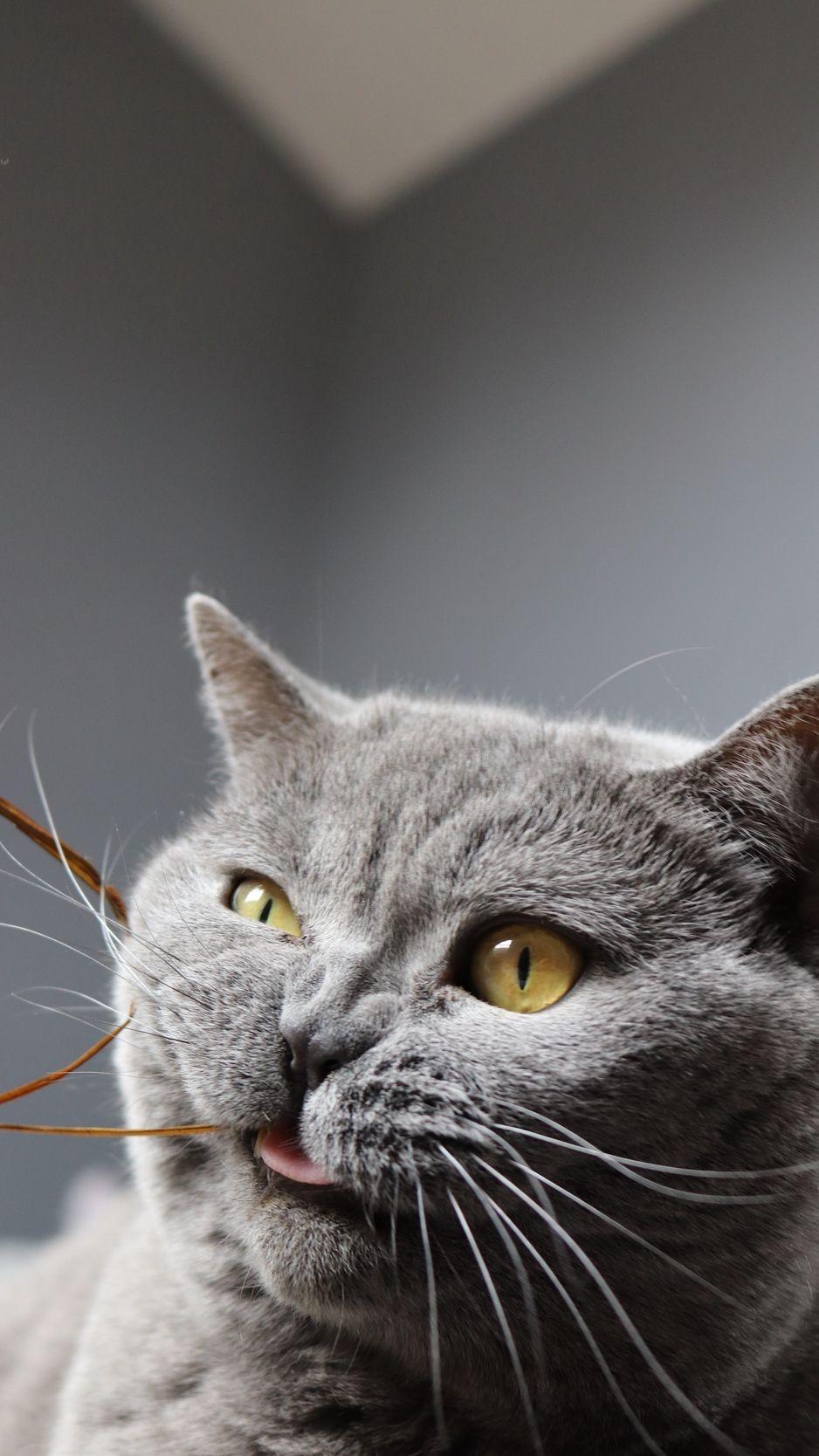 938x1668 Download wallpaper 938x1668 cat, funny, cool, gray, pet