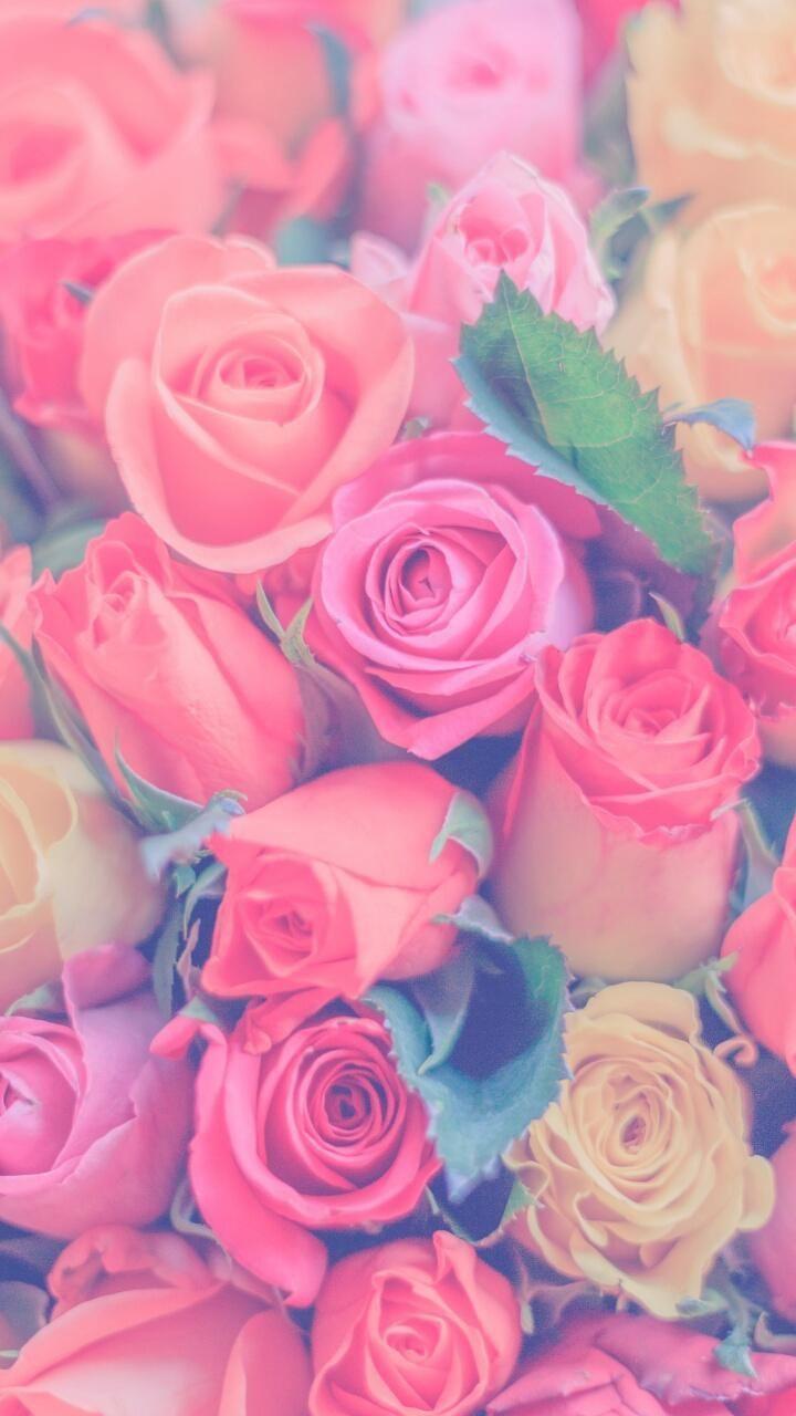 Pastel Roses Wallpapers - Top Free Pastel Roses Backgrounds - WallpaperAccess