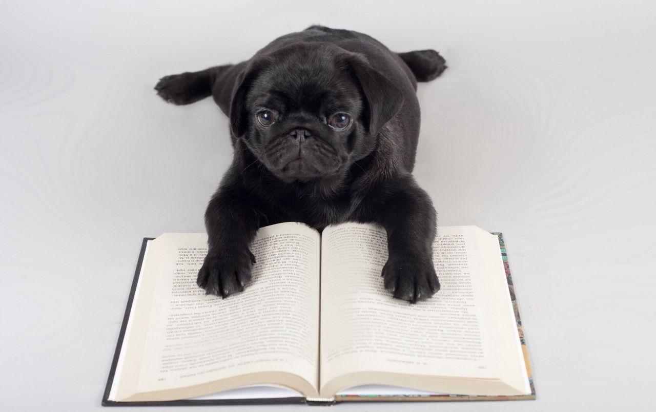 1280x804 Pug Reading wallpaper. Pug Reading