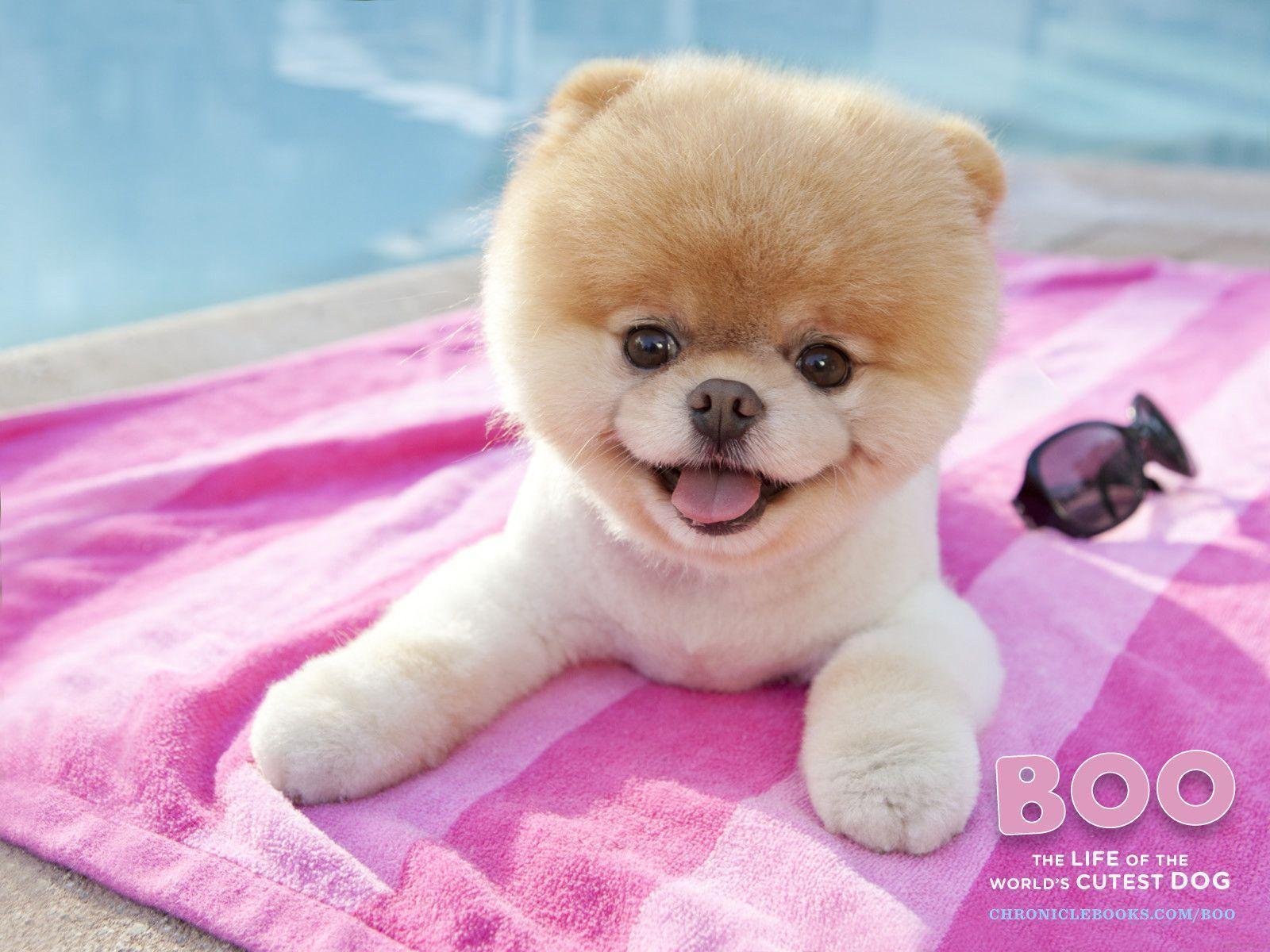1600x1200 Boo The World's Cutest Dog Wallpaper