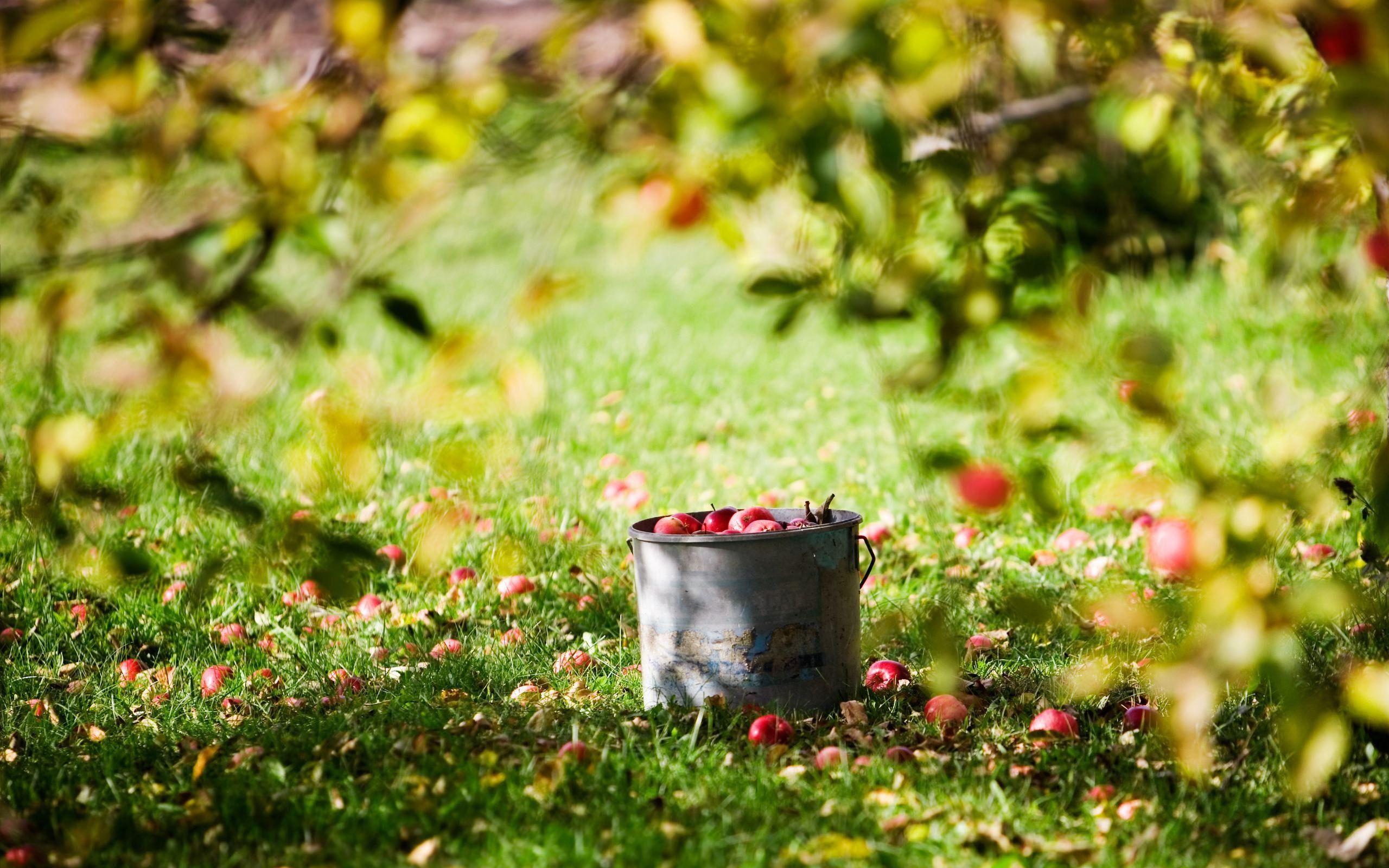 Harvest Wallpapers - Top Free Harvest Backgrounds - WallpaperAccess