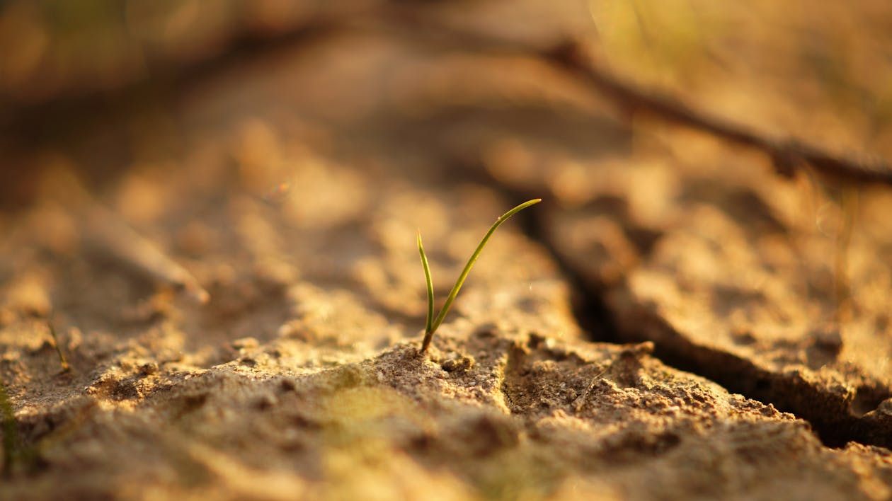 1260x708 Sapling on Soil · Free