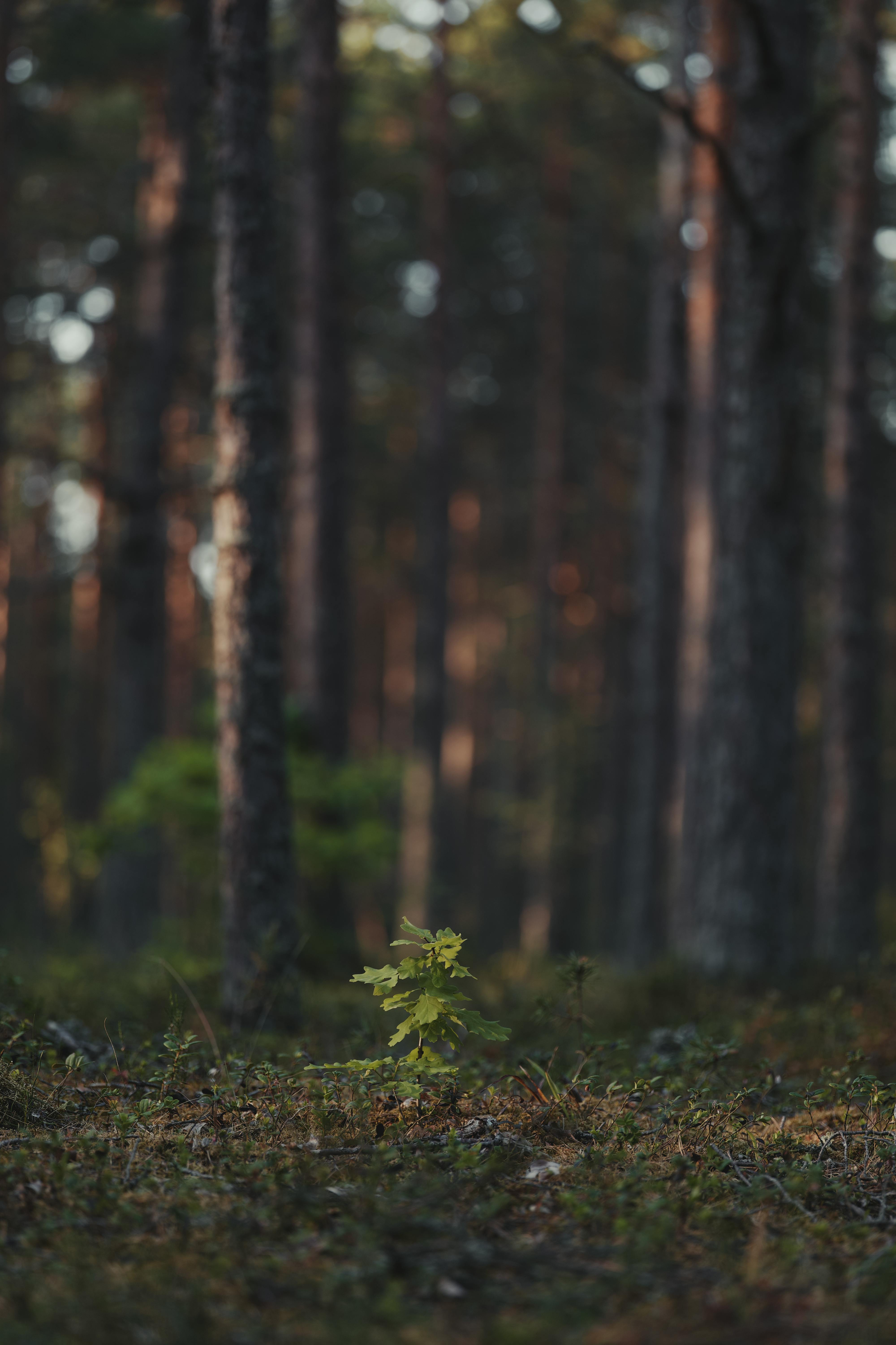 4000x6000 Tree Seedling on the Forest Floor