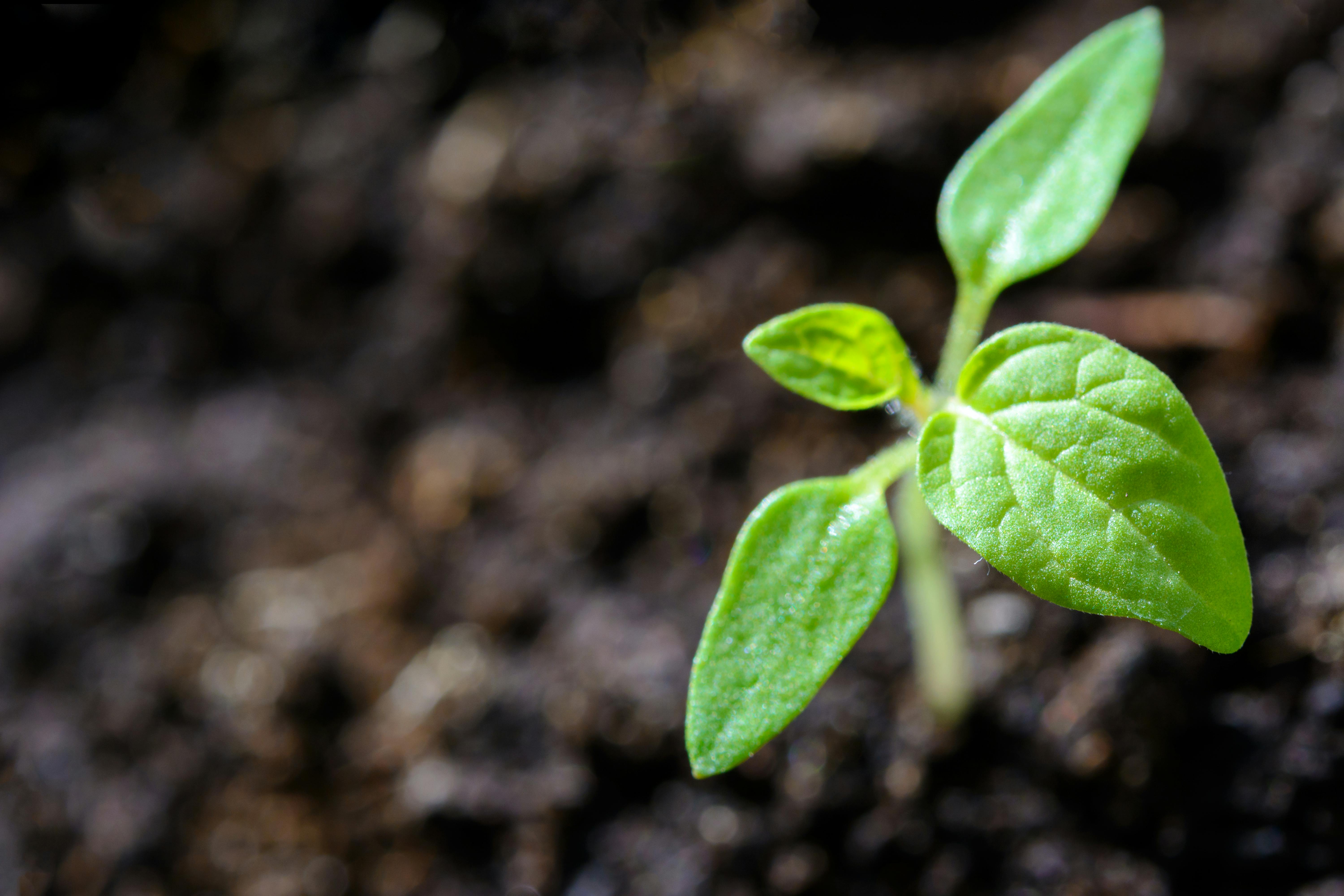 6000x4000 Seedling & HD Image