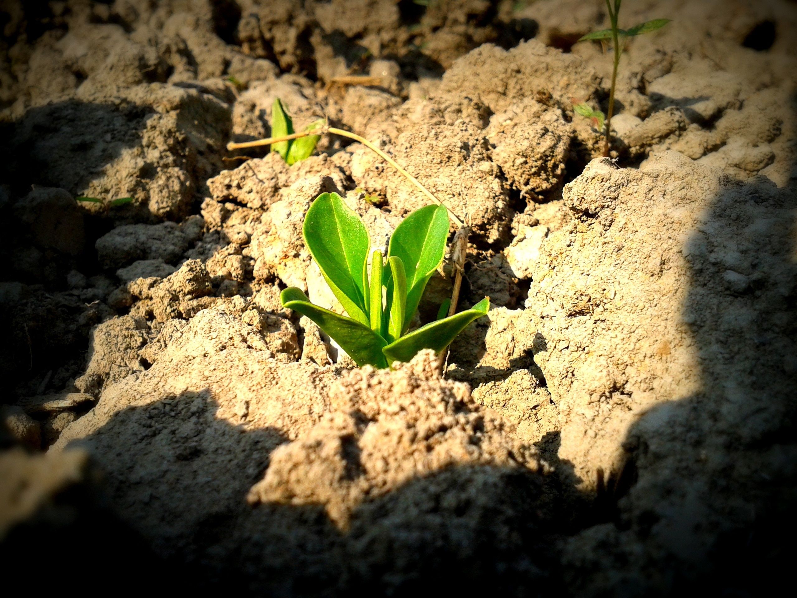 2560x1920 green palmate leaf sapling free image
