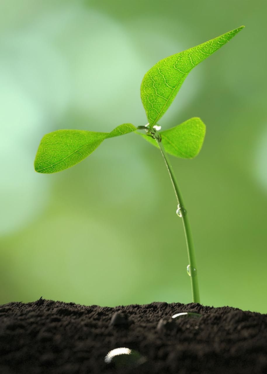914x1280 Sapling Wallpaper