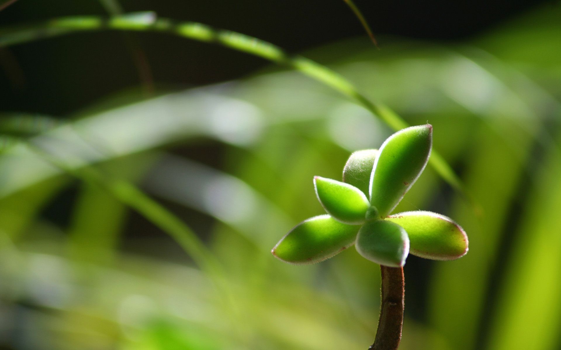 1920x1200 Sapling Wallpaper