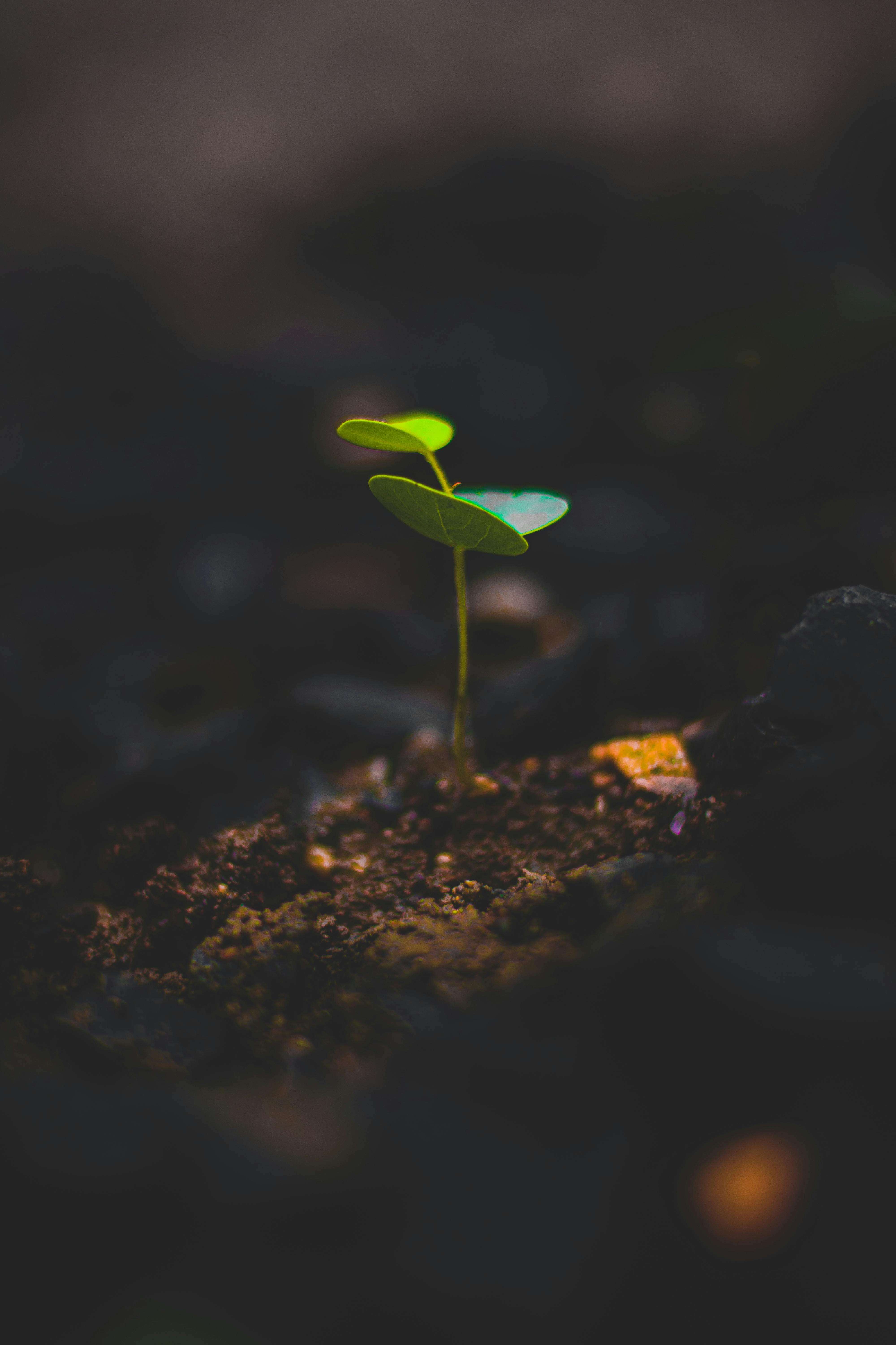 4000x6000 Green Plant · Free