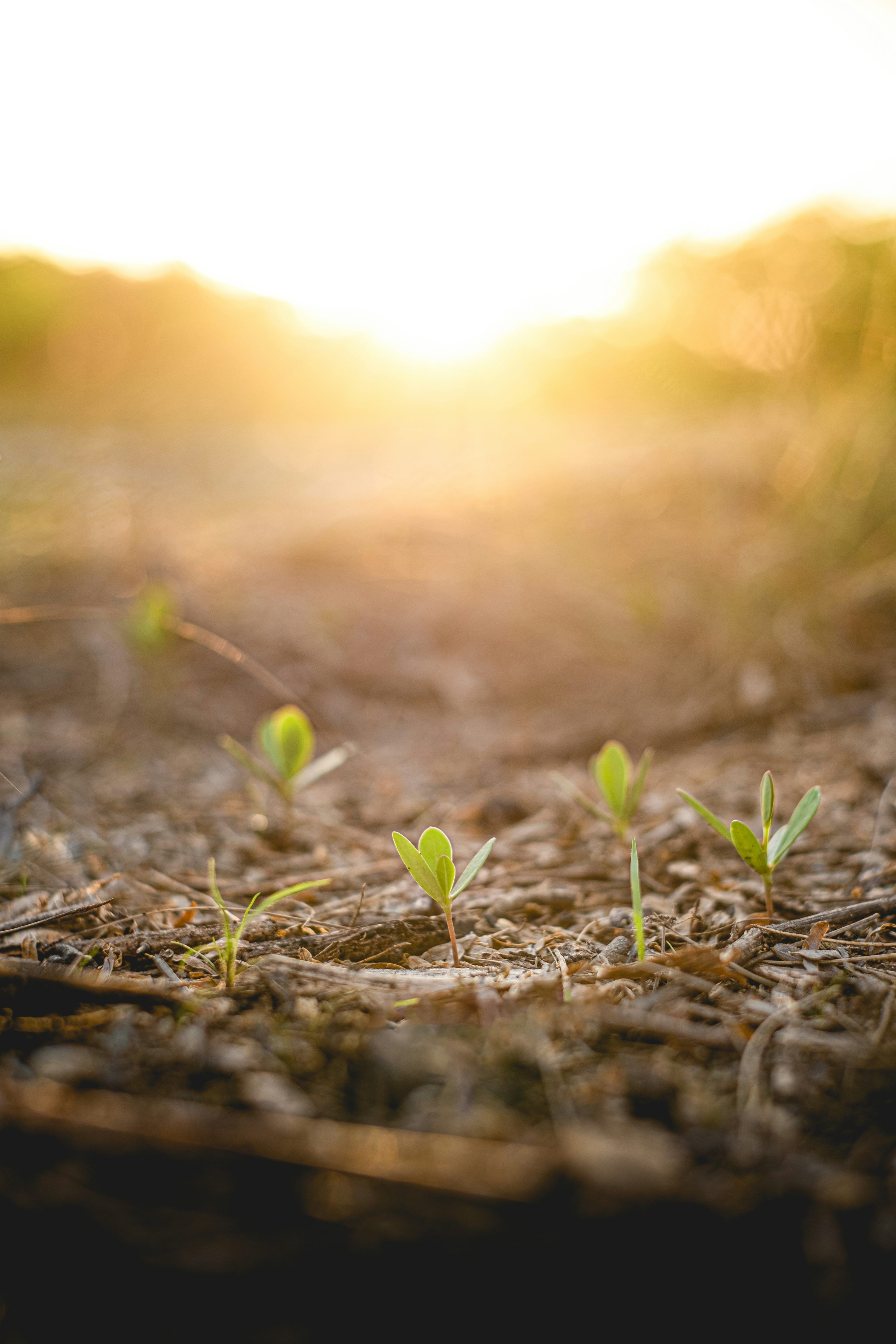 3000x4500 Seedling Picture. Download Free
