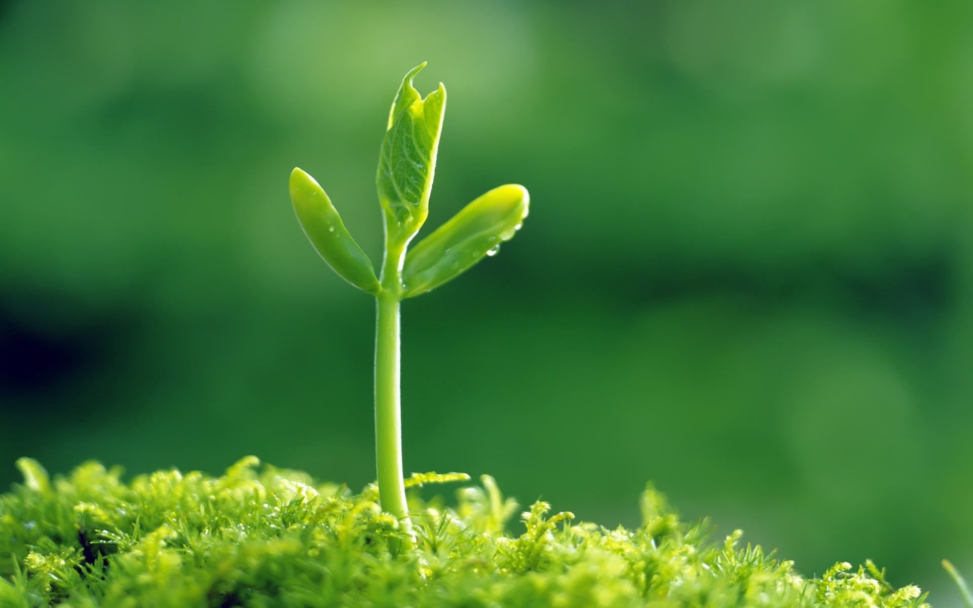1920x1200 springtime, light, sapling, surface