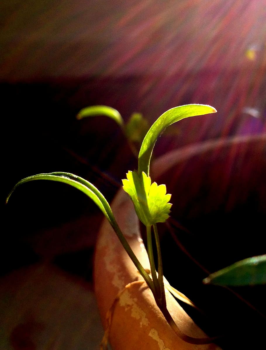 910x1198 sapling, coriander, aromatic, blooming