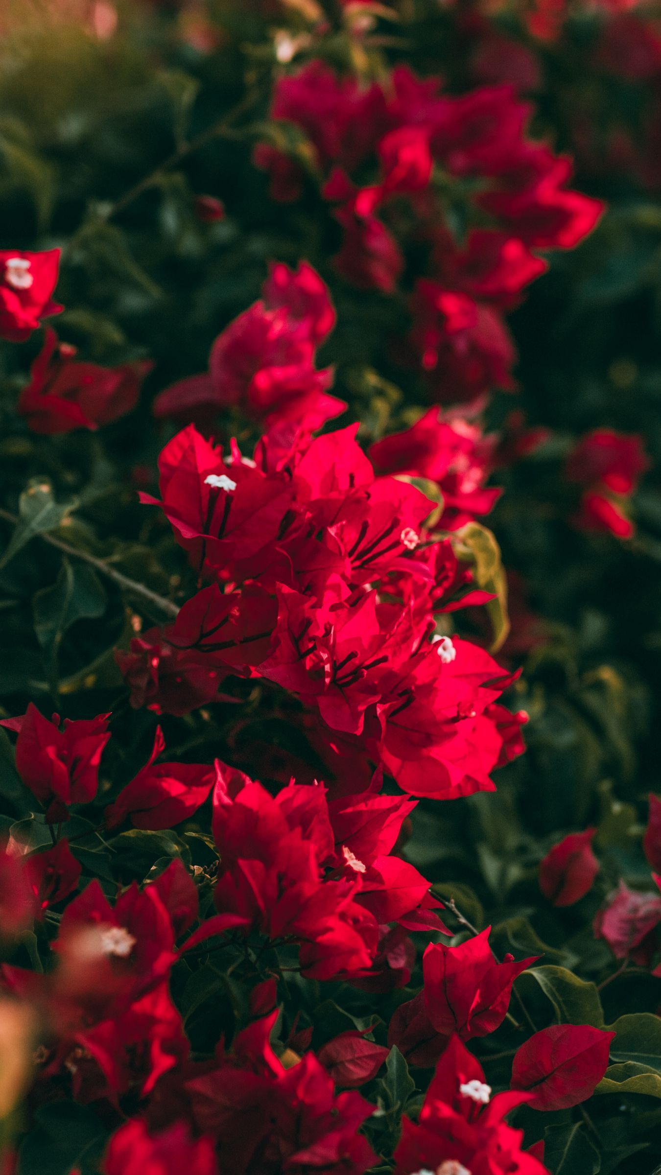 1350x2400 Download wallpaper 1350x2400 geranium