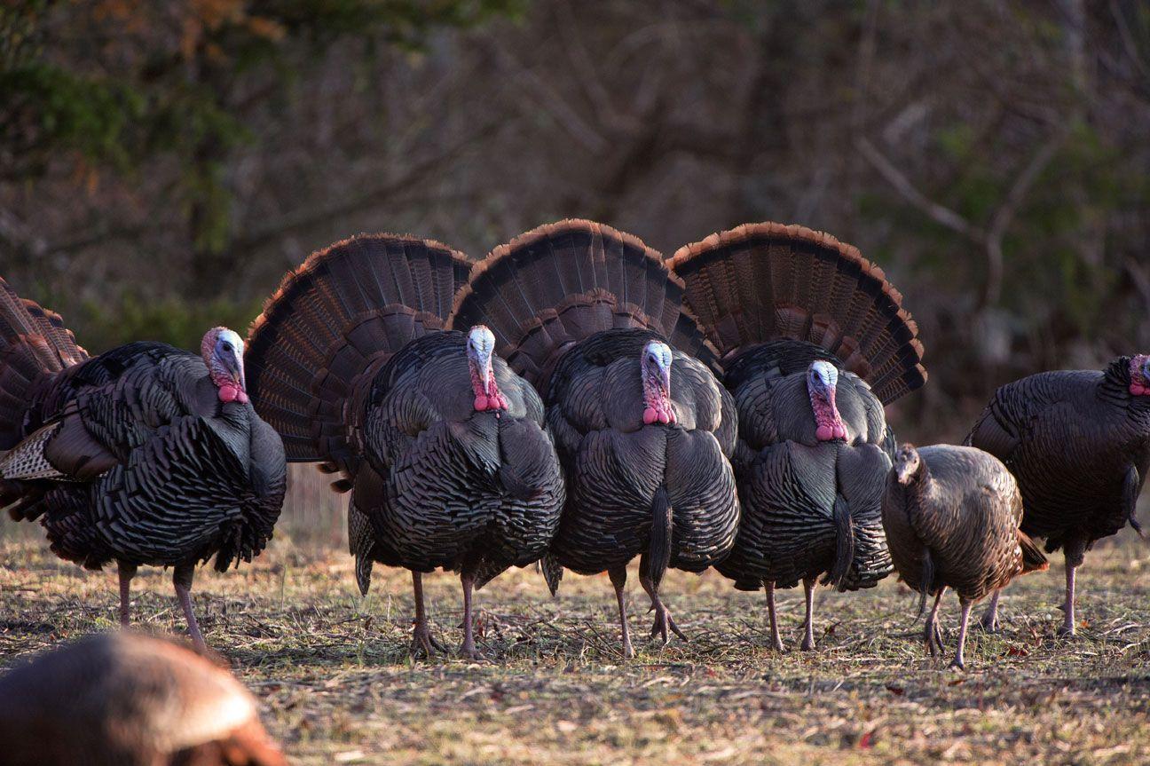nwtf-wallpapers-top-free-nwtf-backgrounds-wallpaperaccess
