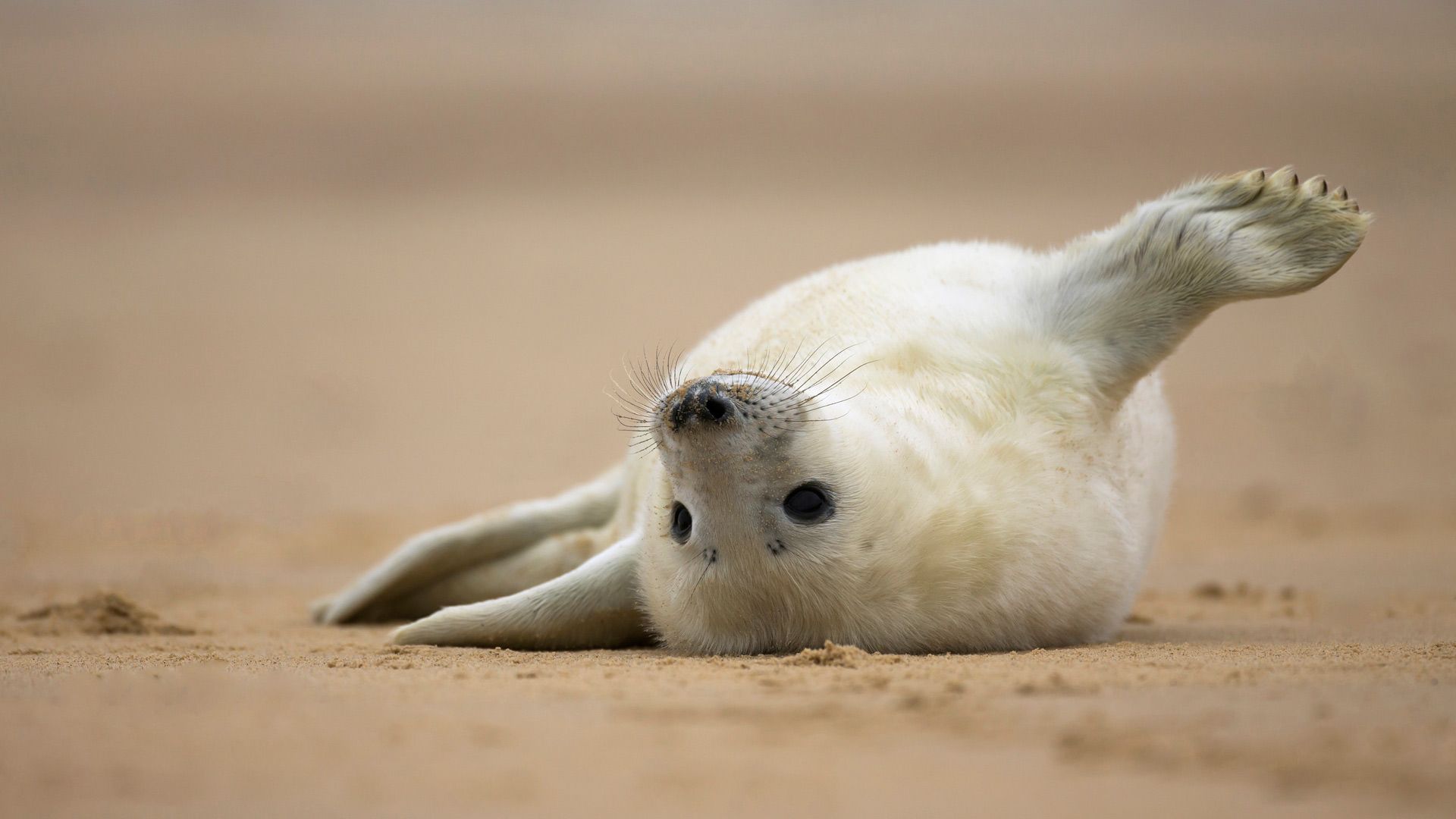1920x1080 Gray seal pup, Norfolk, England