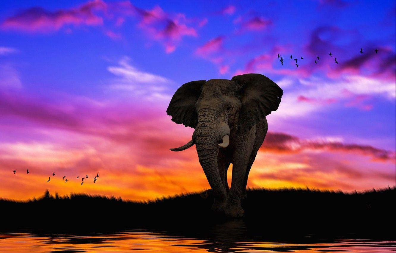 Elephant Desktop Background HD Wallpaper  HD Wallpapers
