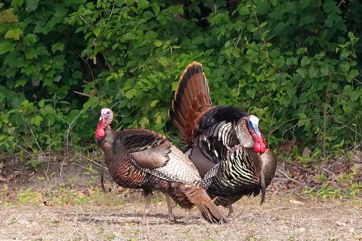 1200x800 Burnt Bridges Birding: Wild Turkey
