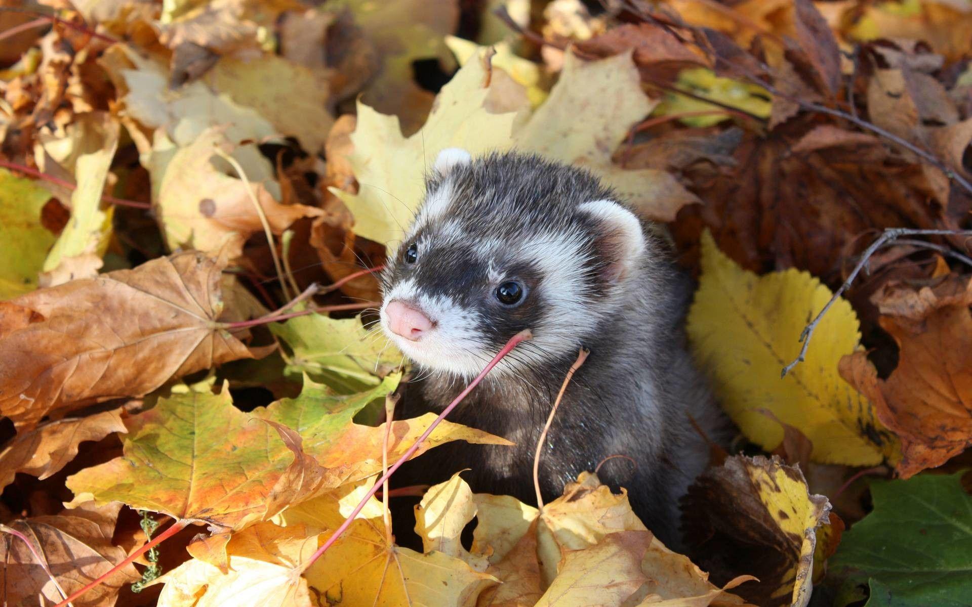 1920x1200 Ferret Wallpaper