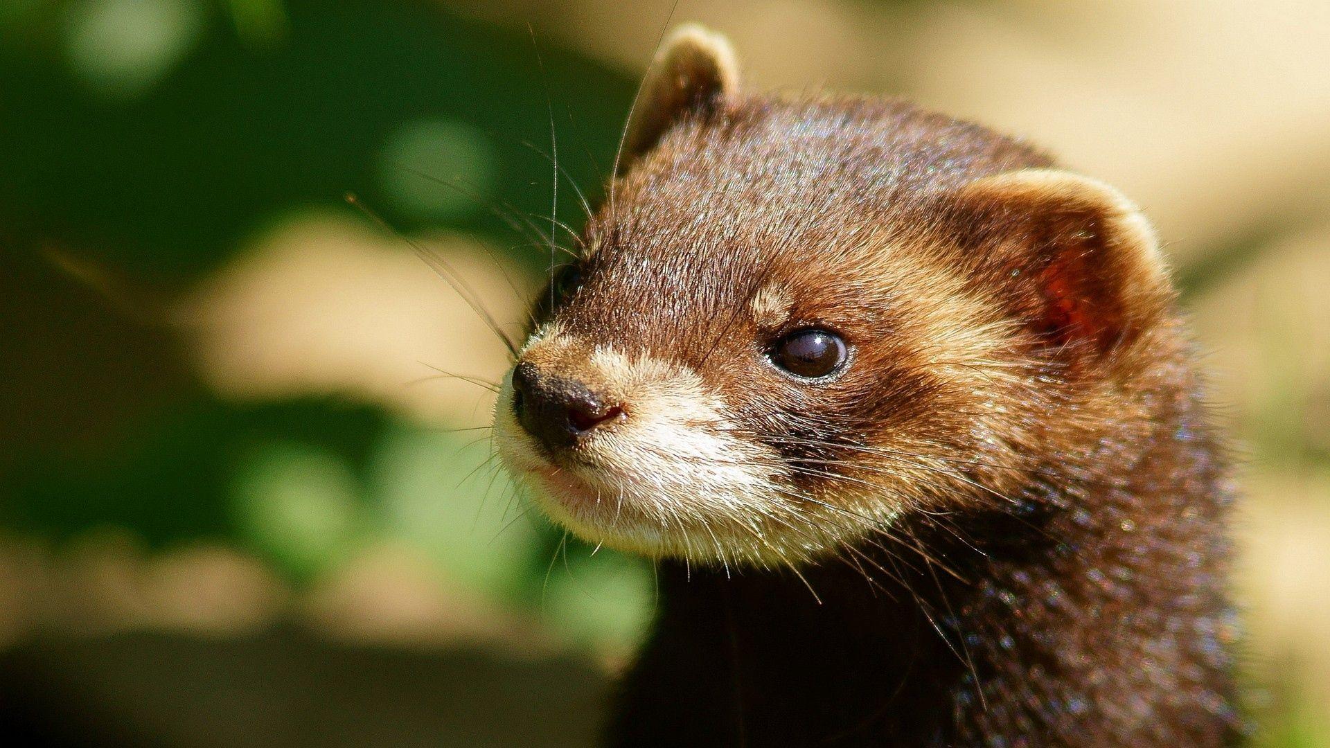 1920x1080 Amazing Picture. Ferret Quality HD Wallpaper