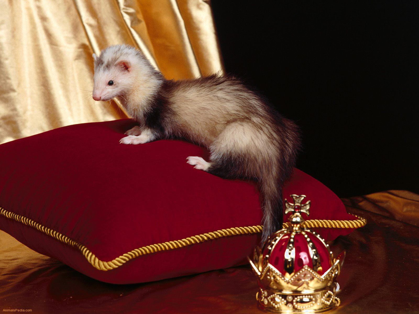 1600x1200 Cute Ferret On A Throne :) Wallpaper