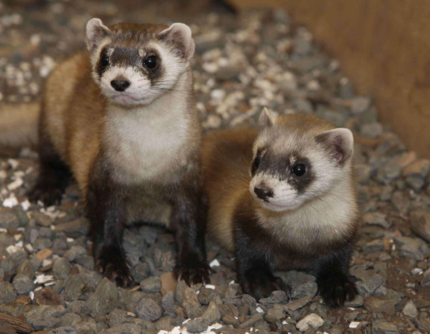 1800x1398 animals ferret 1800x1398 wallpaper High Quality Wallpaper