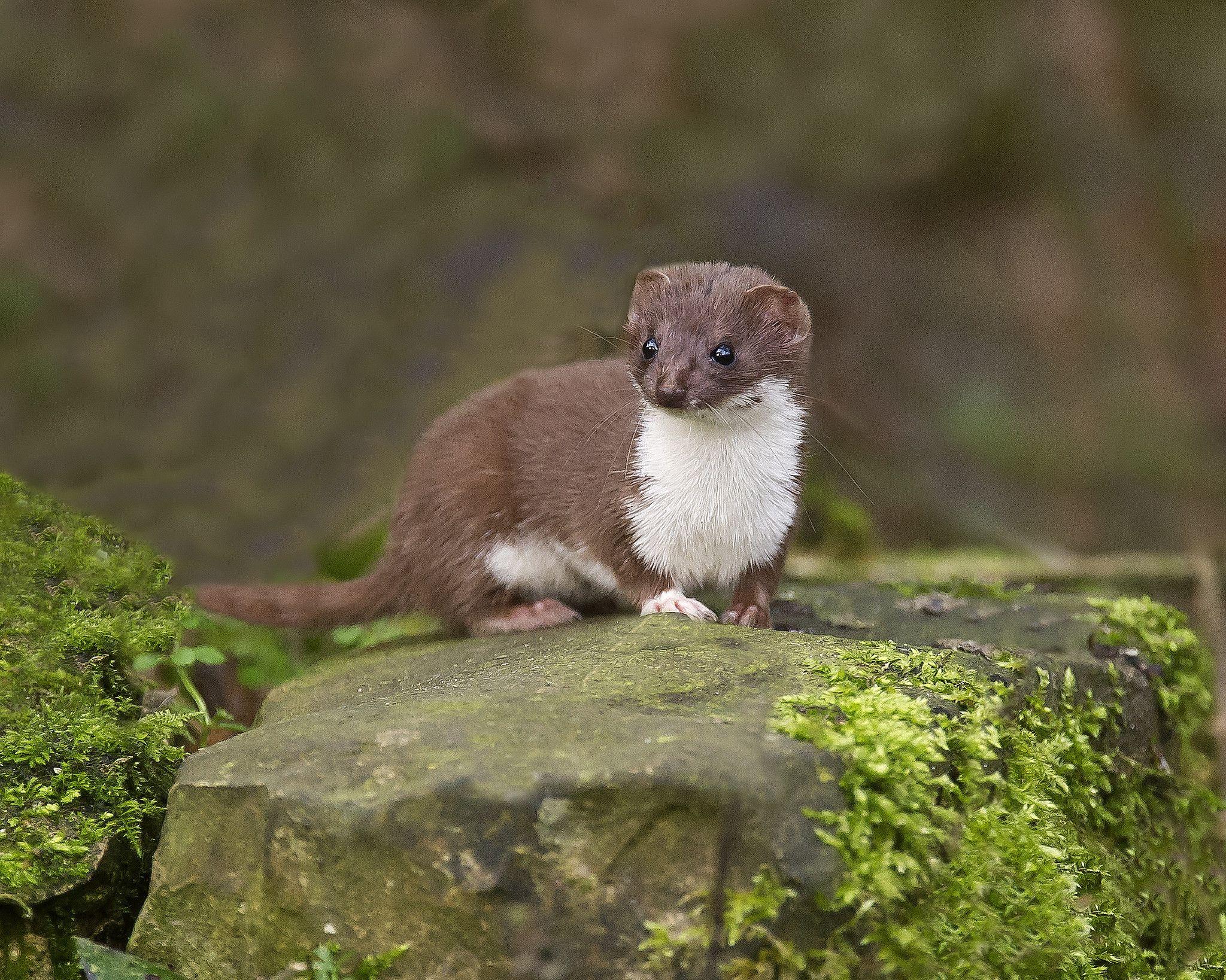 2048x1638 Cute Ferret Wallpaper