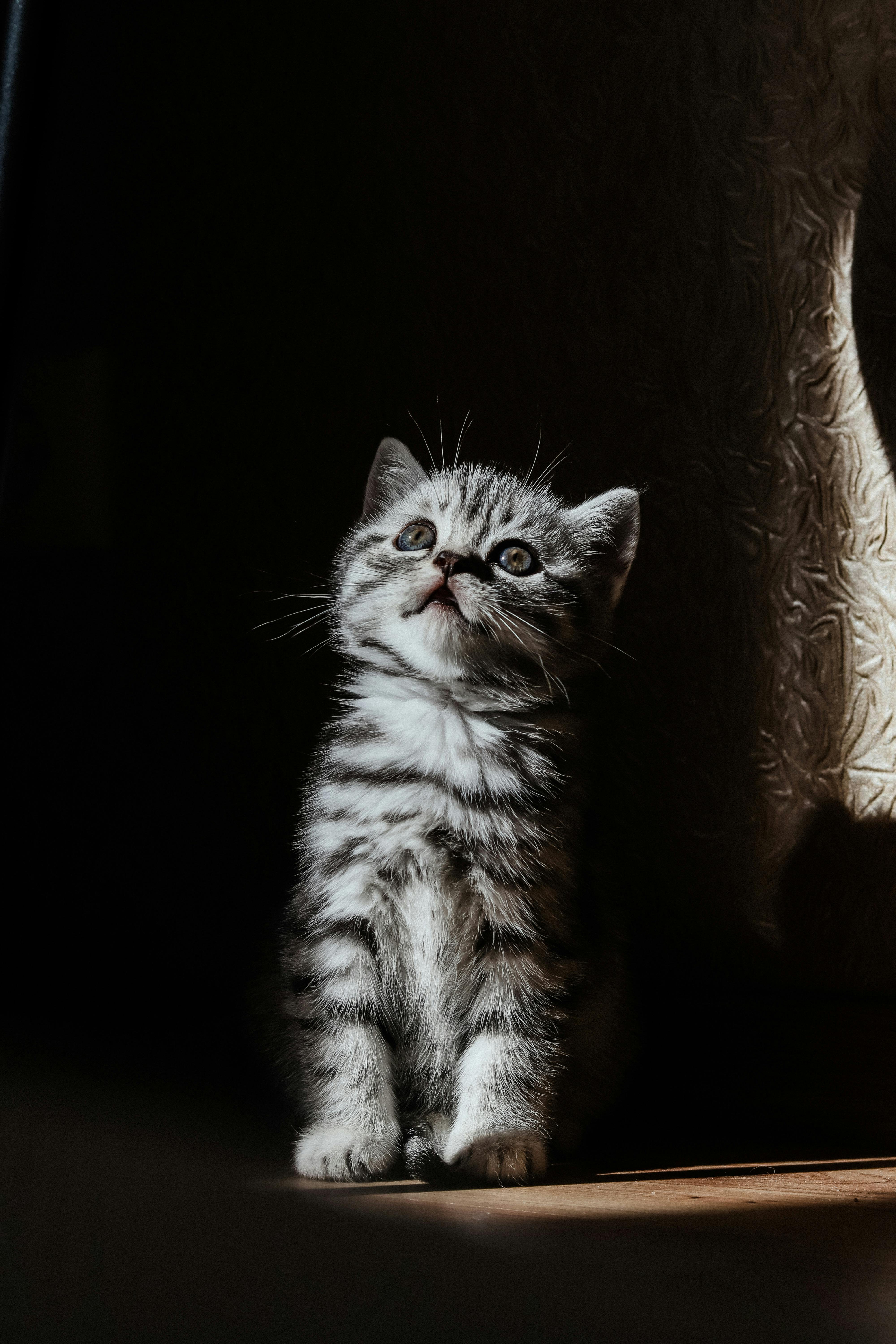 4000x6000 A Little Cat in Shadow · Free