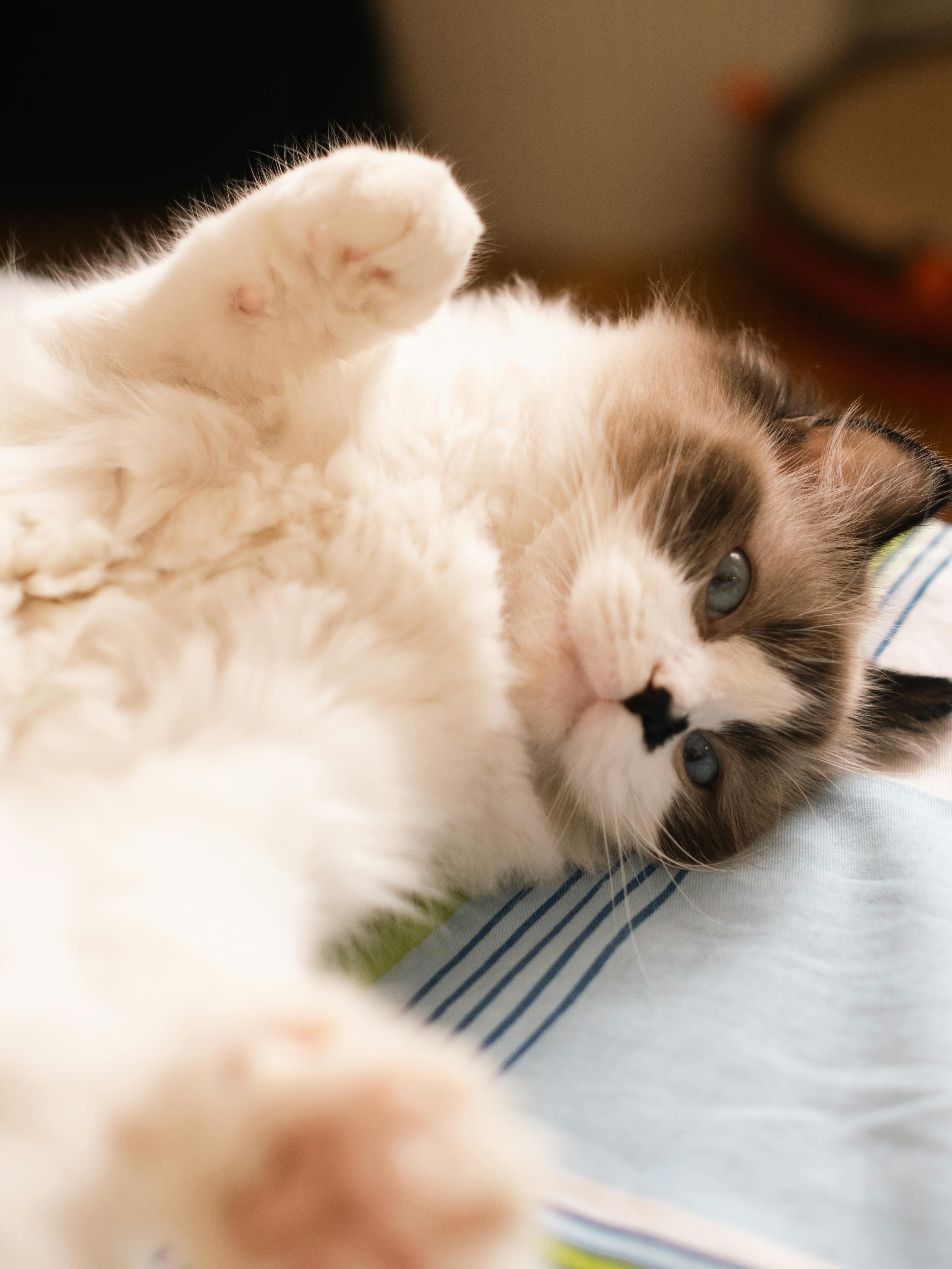 3888x5184 Little Cat · Free