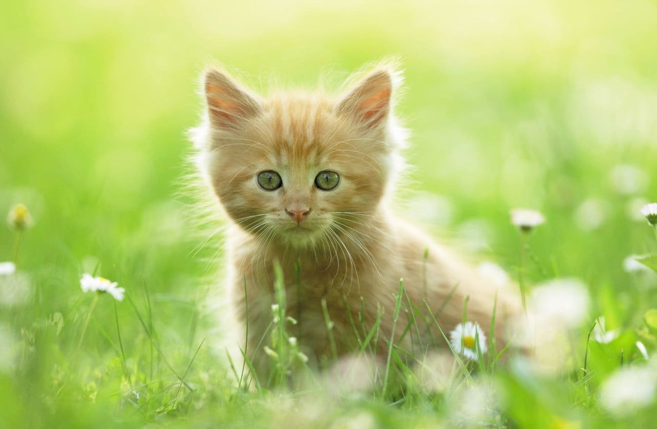 1280x836 Adorable Kittens that are simply Lovely