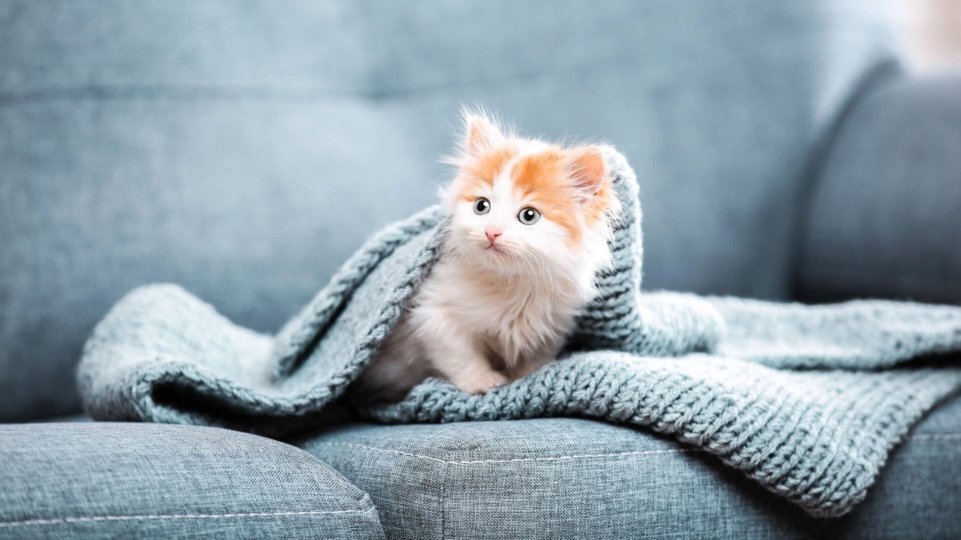 1920x1080 Cat Wallpaper