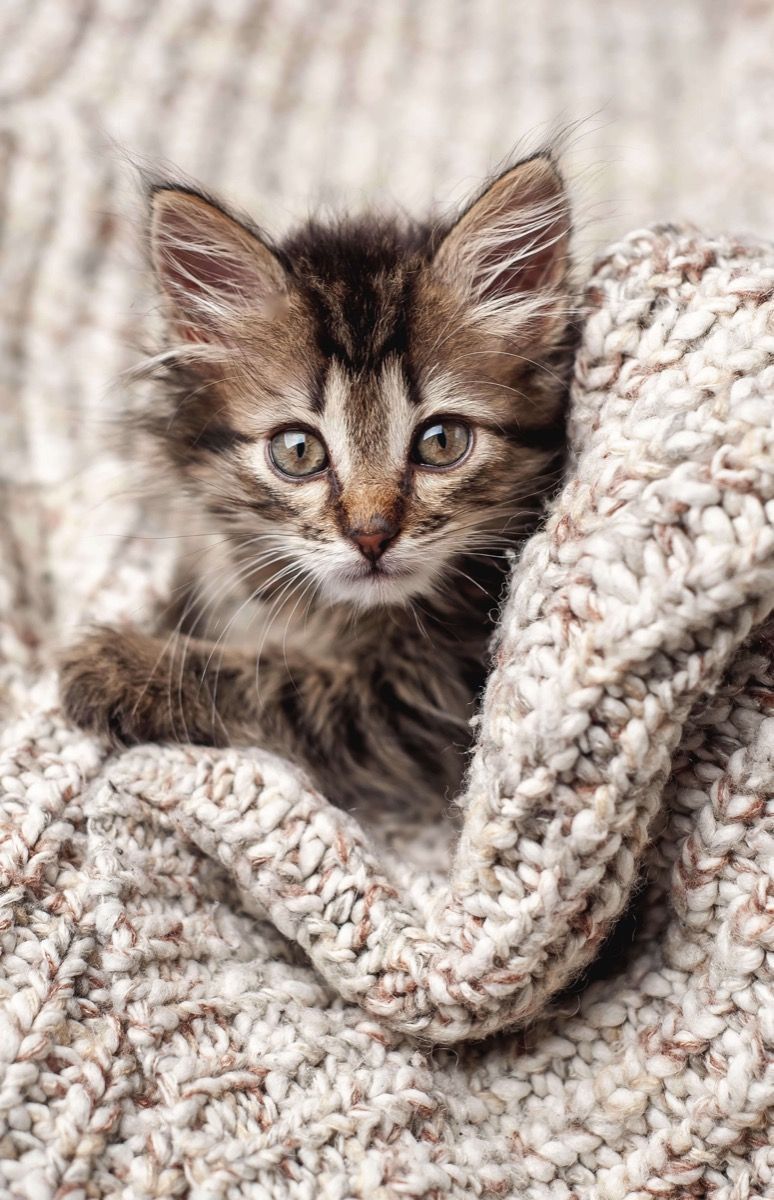 774x1200 Kitten in a blanket