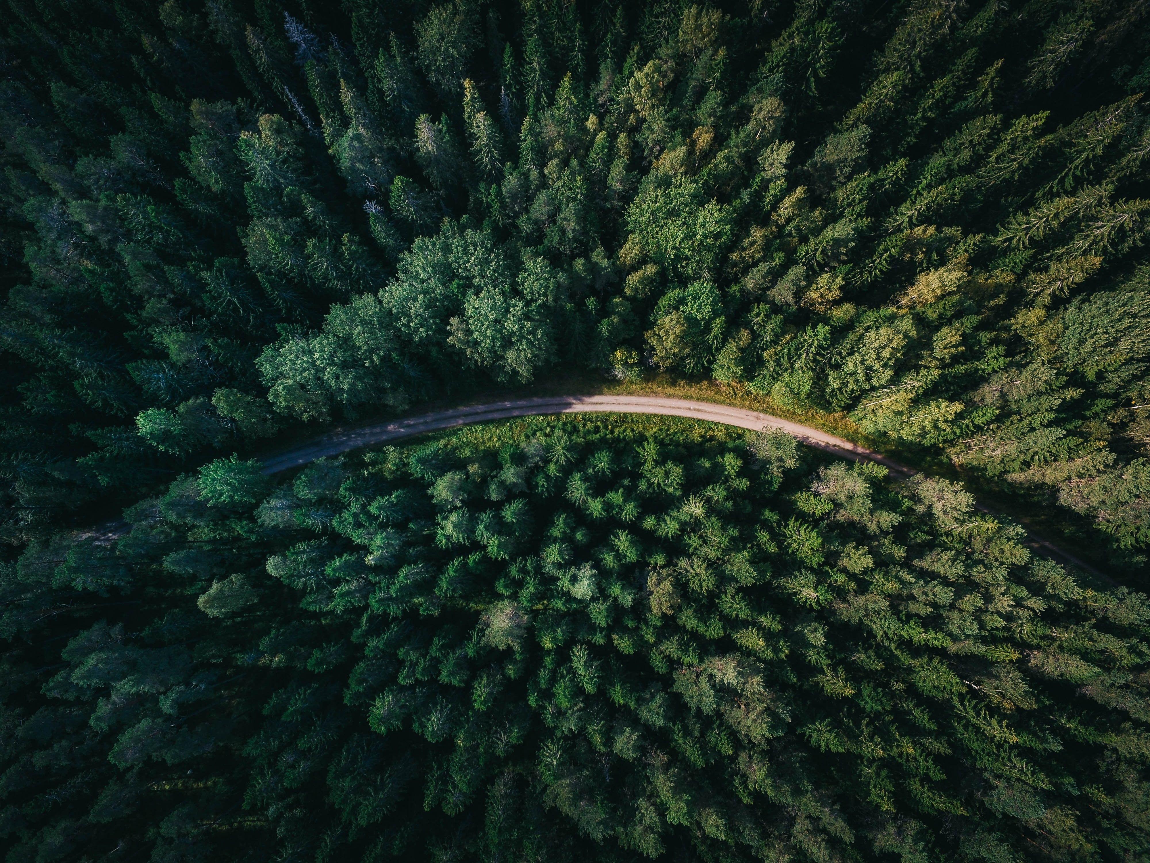 4000x3000 nature aerial view road trees forest wallpaper