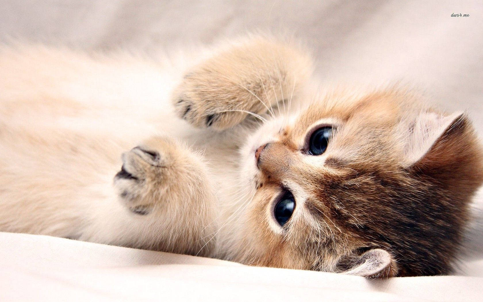 1680x1050 Kitten HD Wallpaper 300++