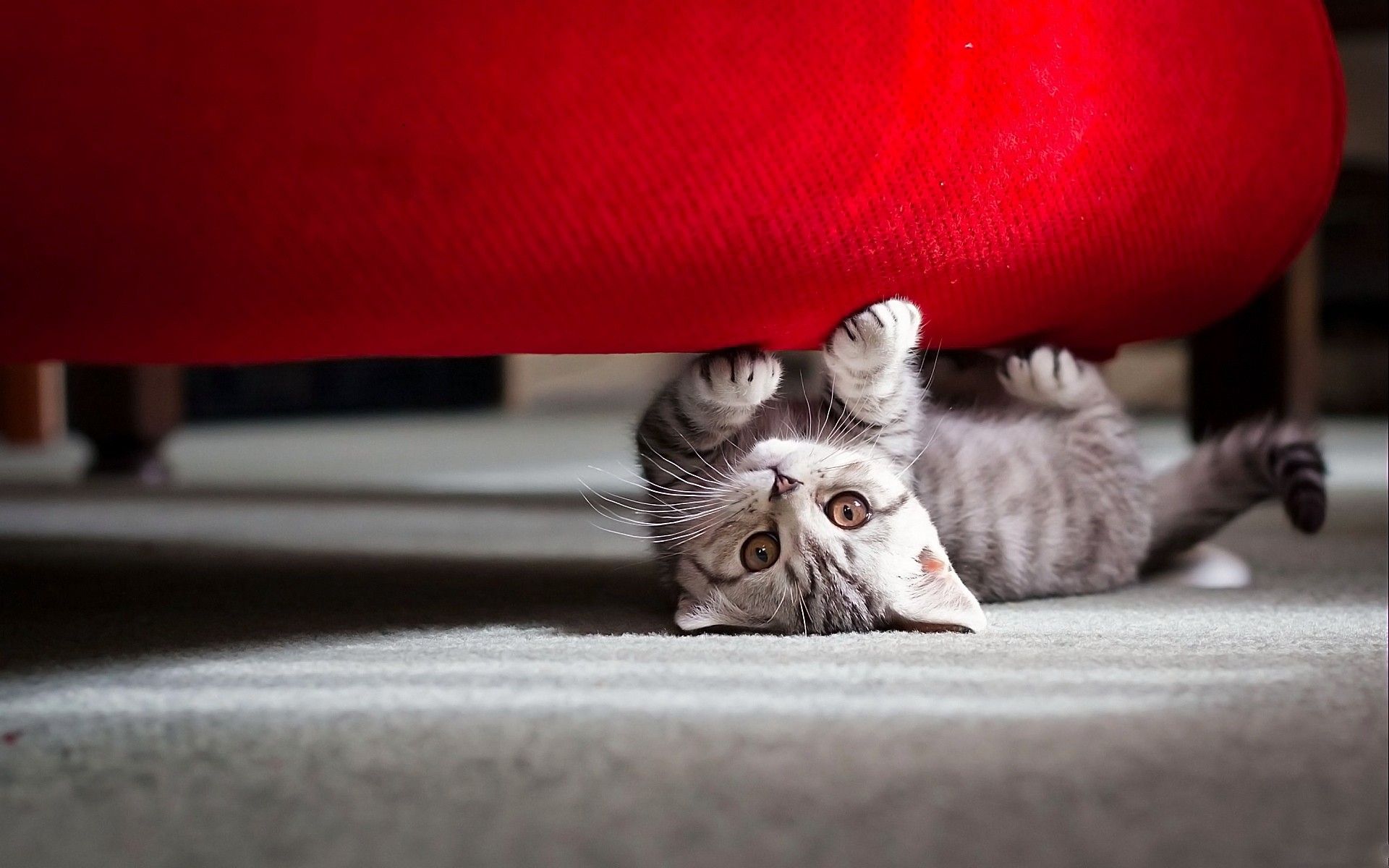 1920x1200 Cute Little Cat Wallpaper. HD