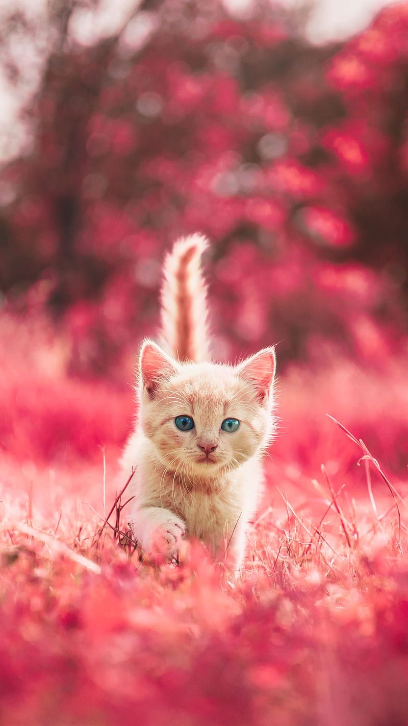 800x1422 Beautiful Cat, kitten, little, HD phone