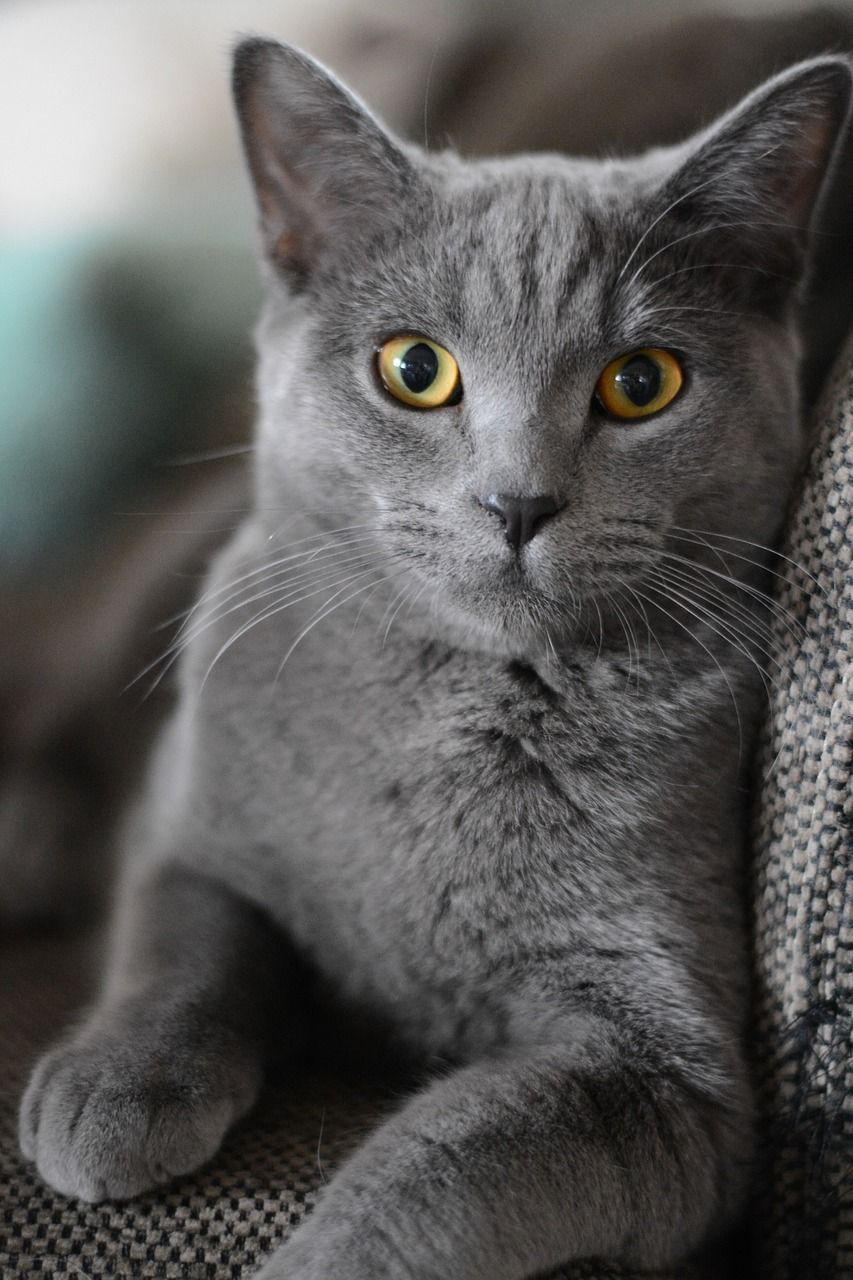 853x1280 Free Little Cat & Cat Photo