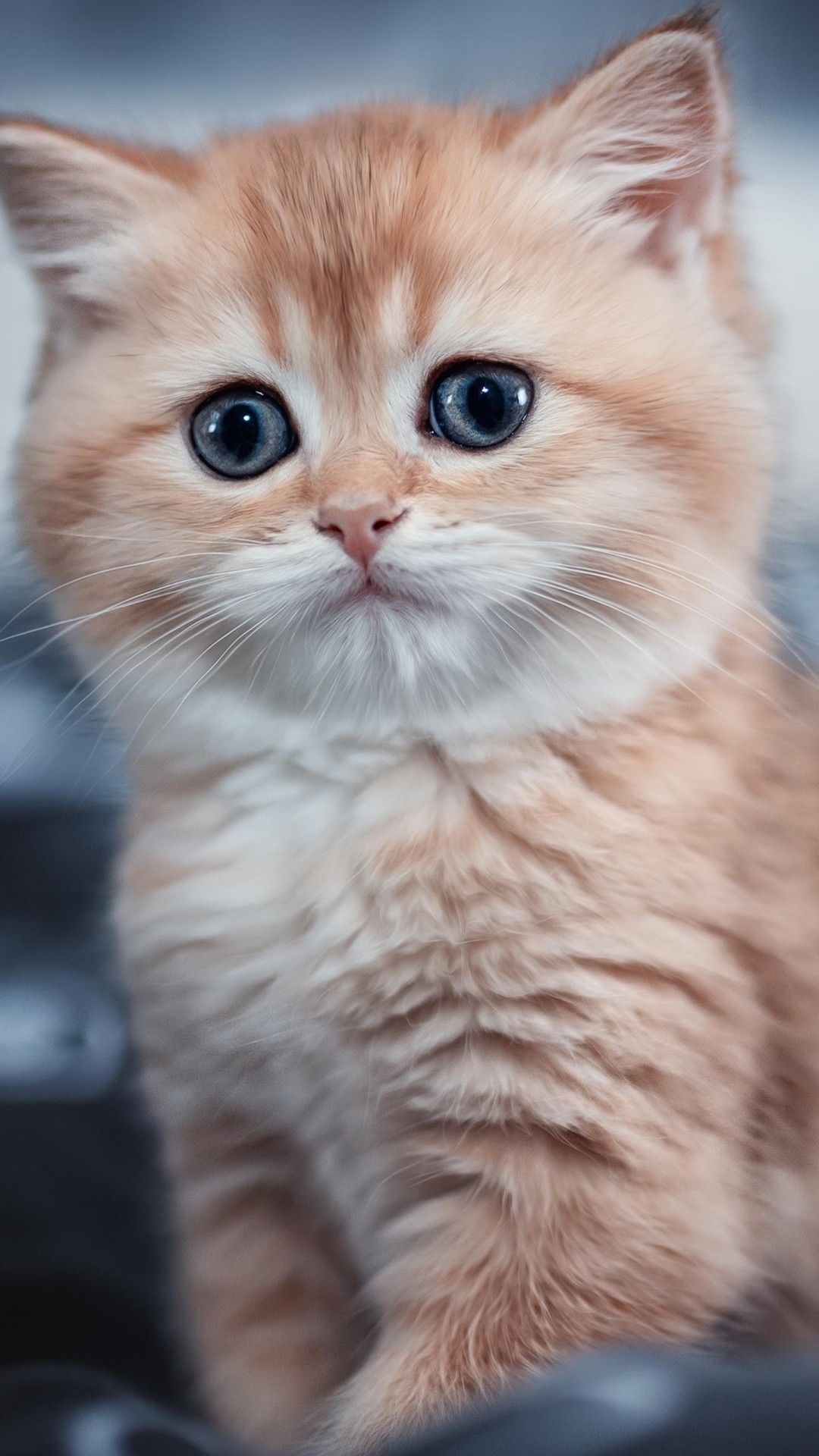 1080x1920 Light Brown White Fur Cat Kitten With