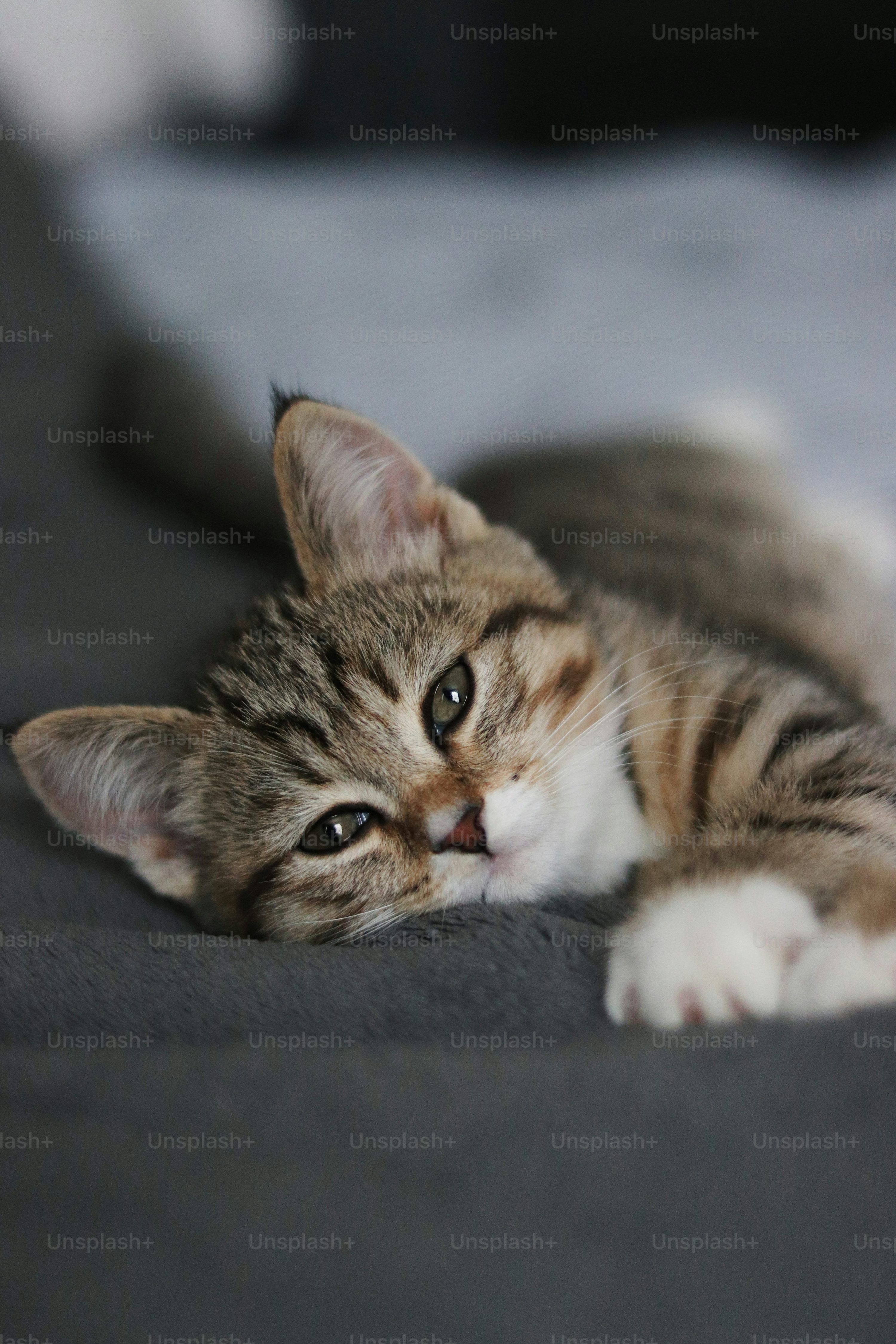 3000x4500 Cat Wallpaper: Free HD Download
