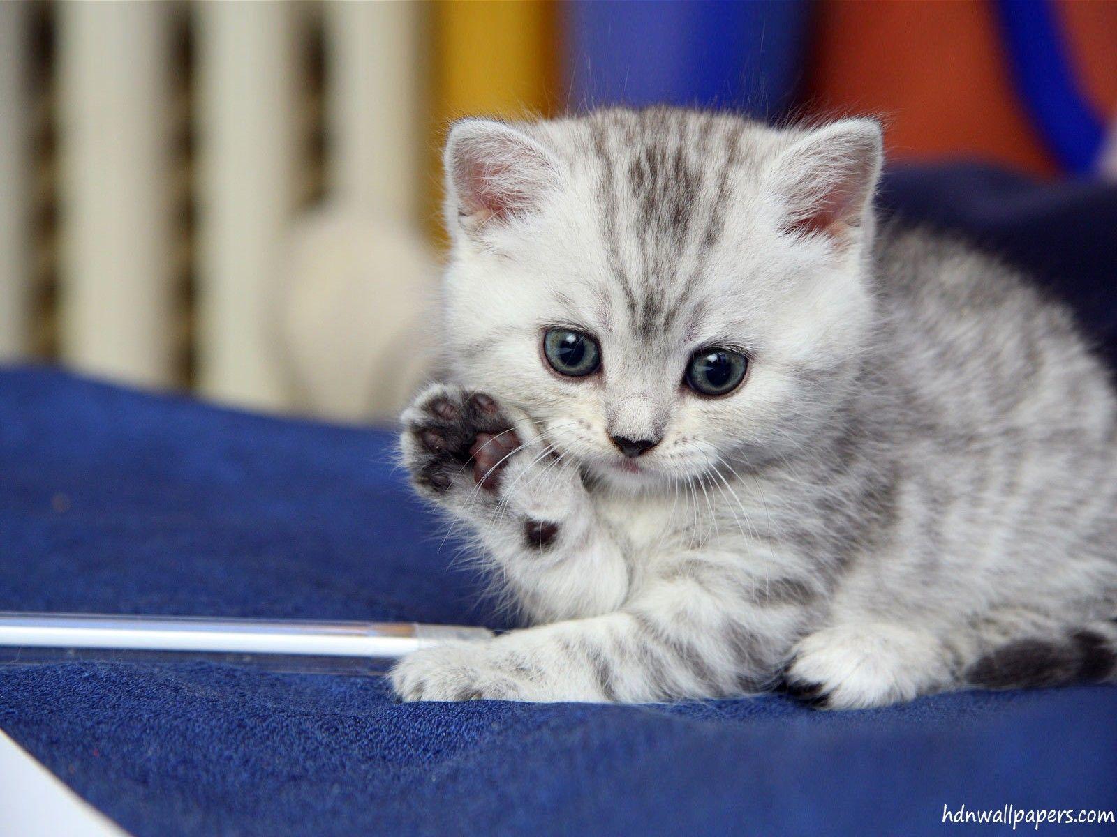 1600x1200 Cute Little Cats Wallpaper