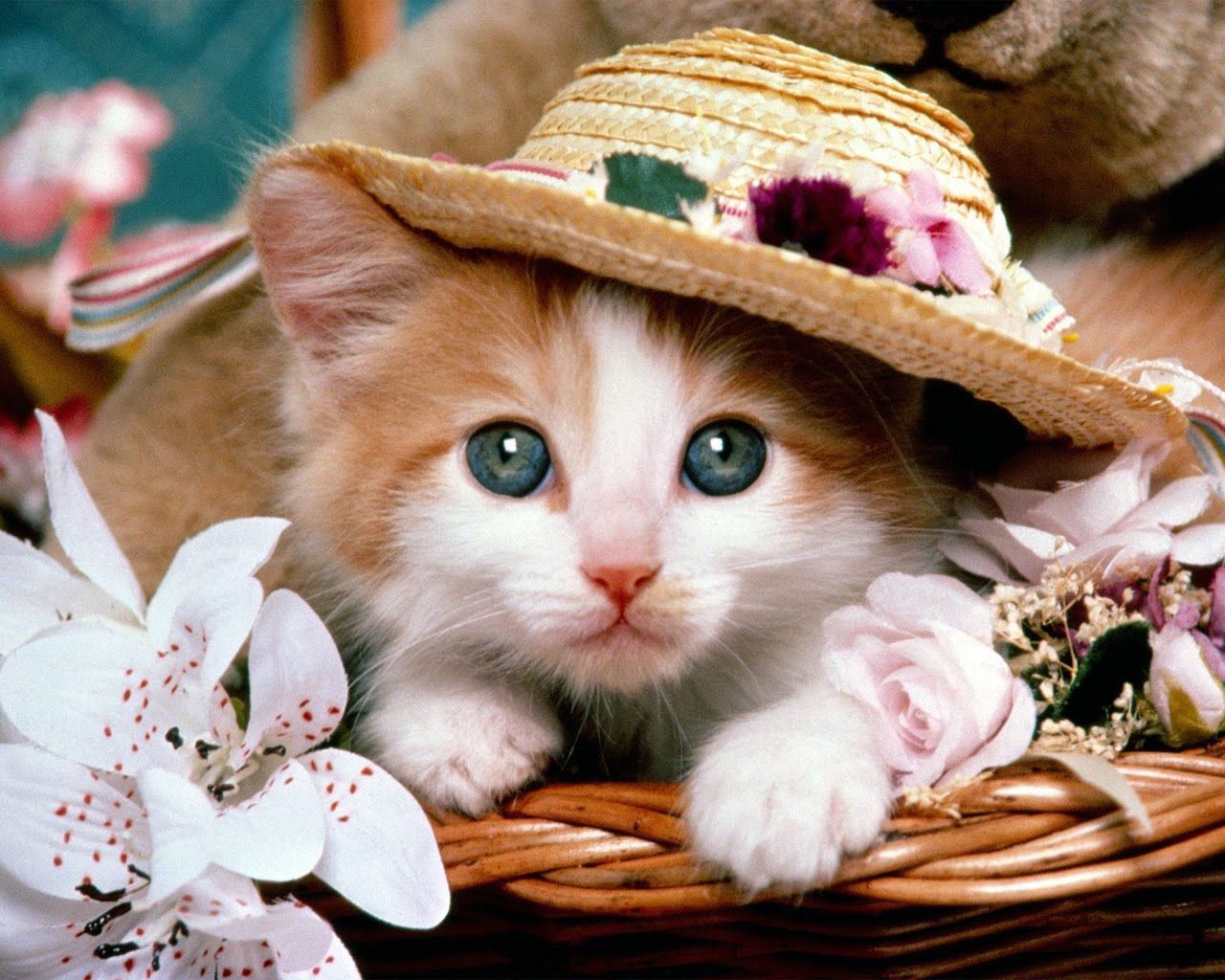 1280x1024 Little Cat Wallpaper
