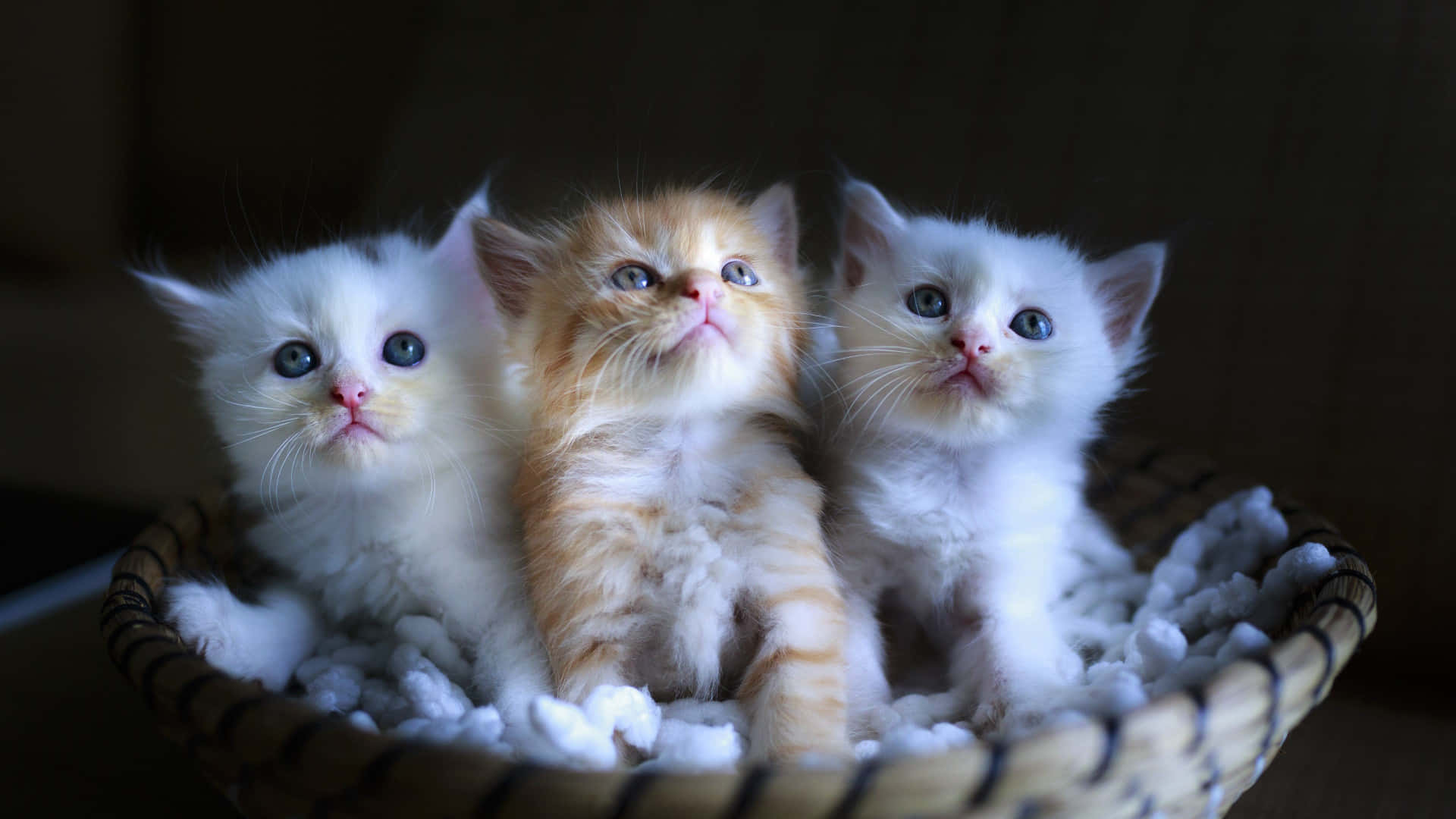 1920x1080 Cute Kittens Wallpaper