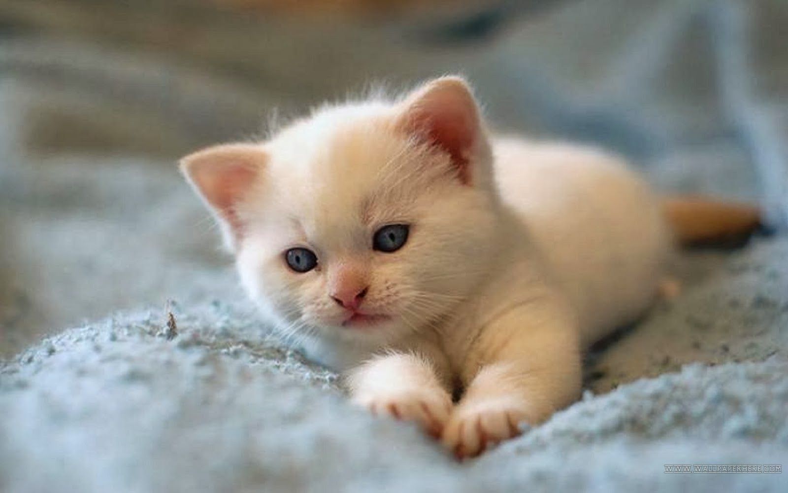 1600x1000 a cute little cat