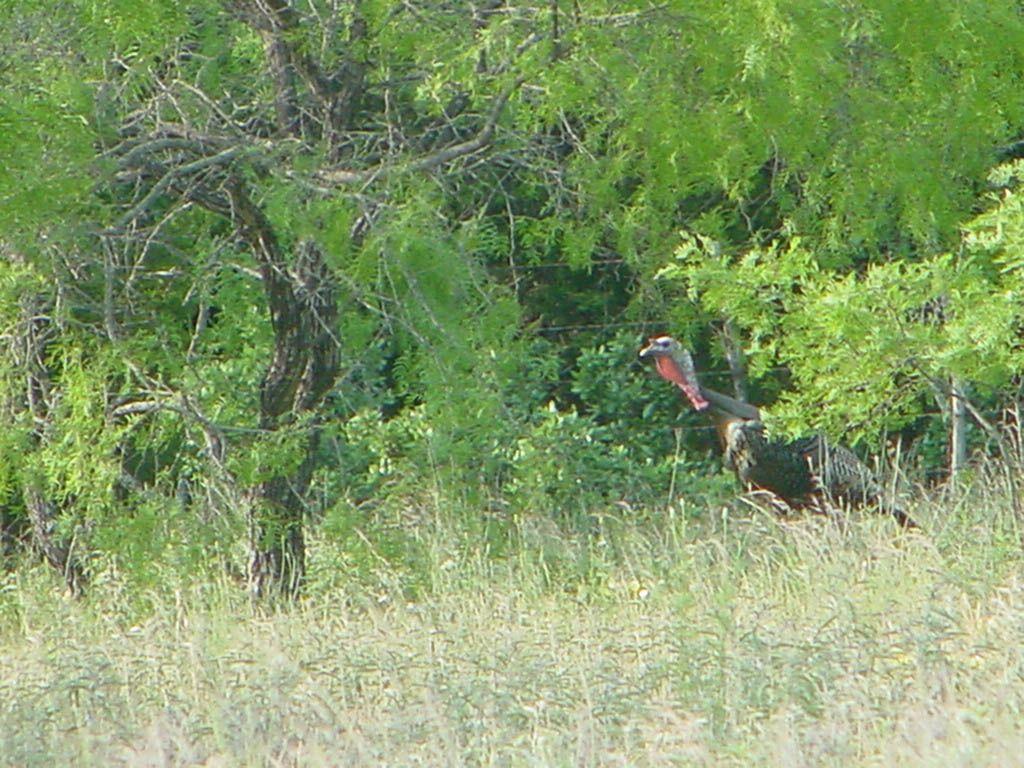 1024x768 Turkey Hunting