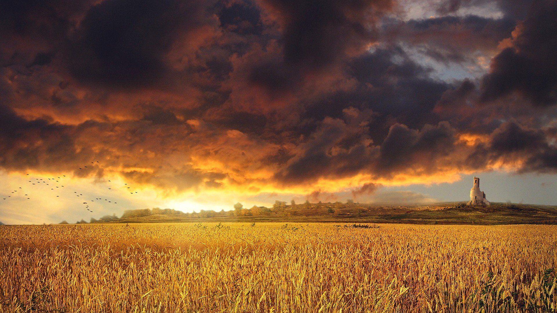 1920x1080 Golden sunset over a field wheat grass clouds sky wallpaper