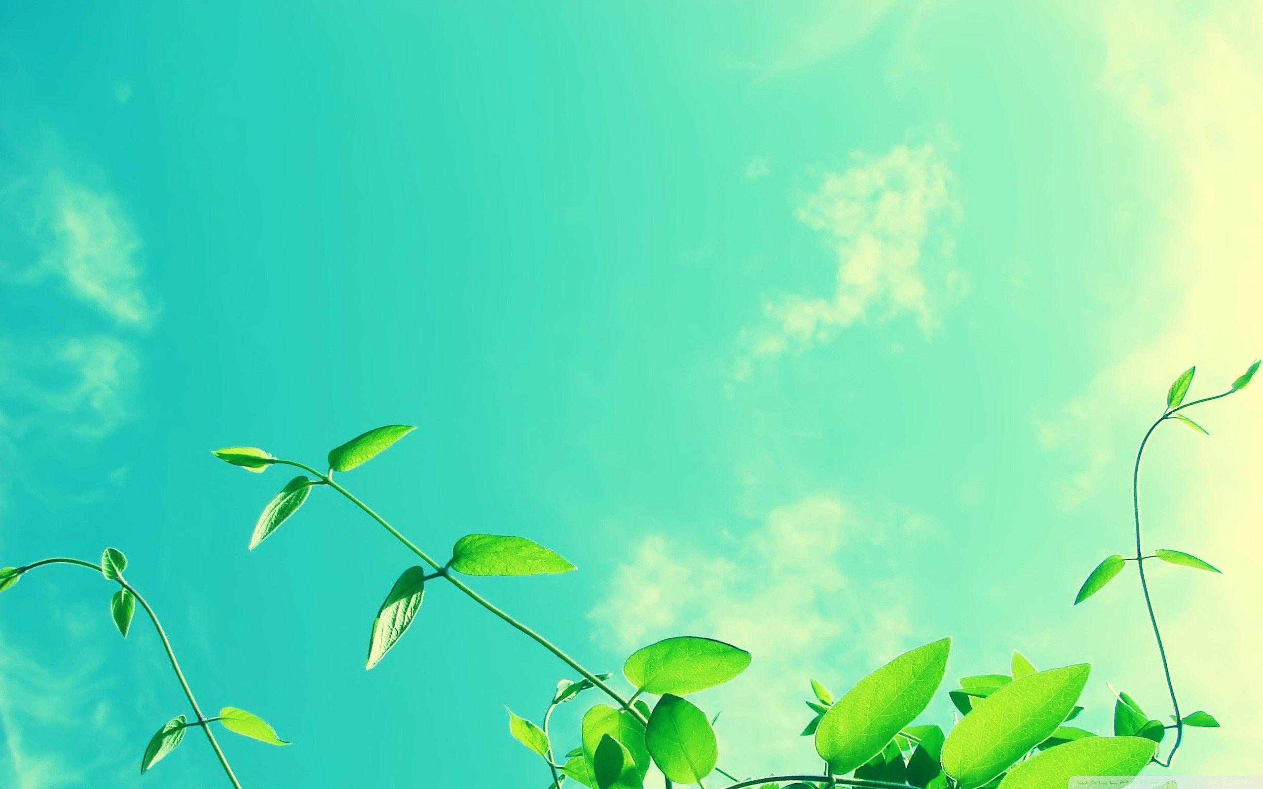 2560x1600 Sunny Sky Wallpaper