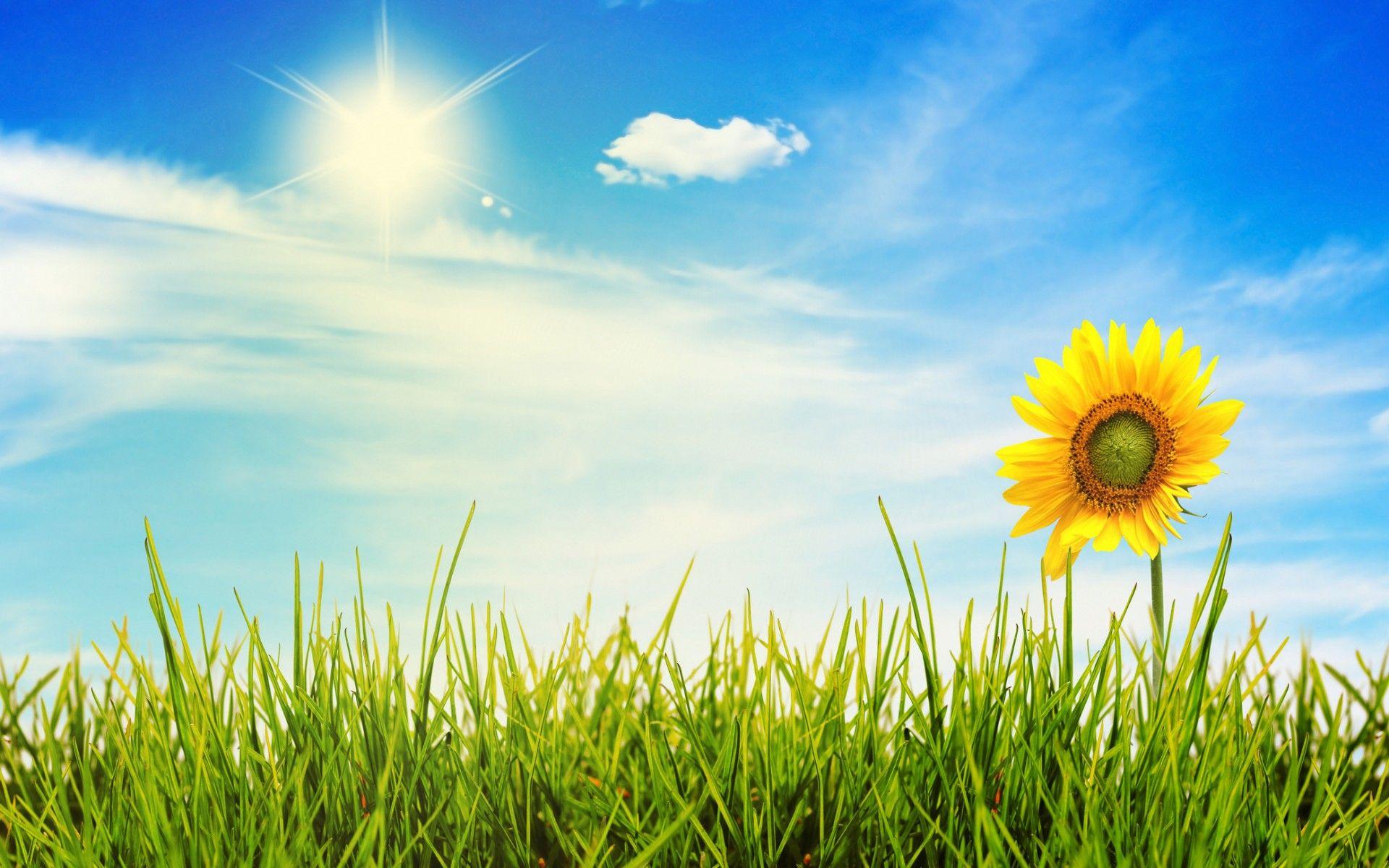 1920x1200 Sunny Sky Flowers Grass Wallpaper
