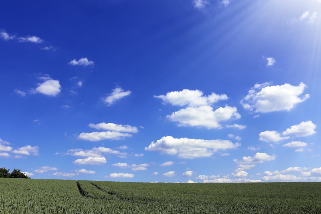 1125x750 Crop Field Under Sunny Sky · Free