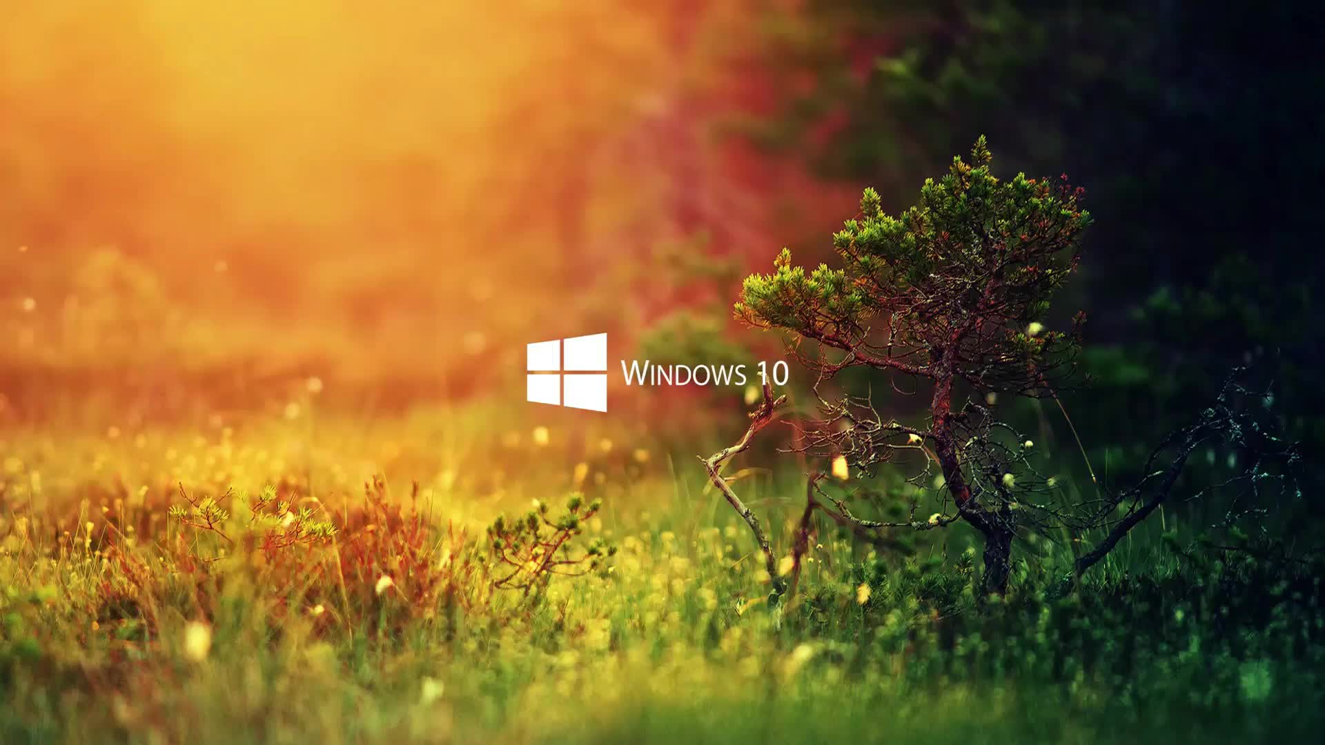 Windows Nature Wallpapers - Top Free Windows Nature Backgrounds -  WallpaperAccess