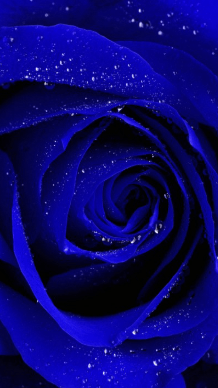 750x1334 Blue rose 'Police Wife'. Police wife. Police wife, Cop