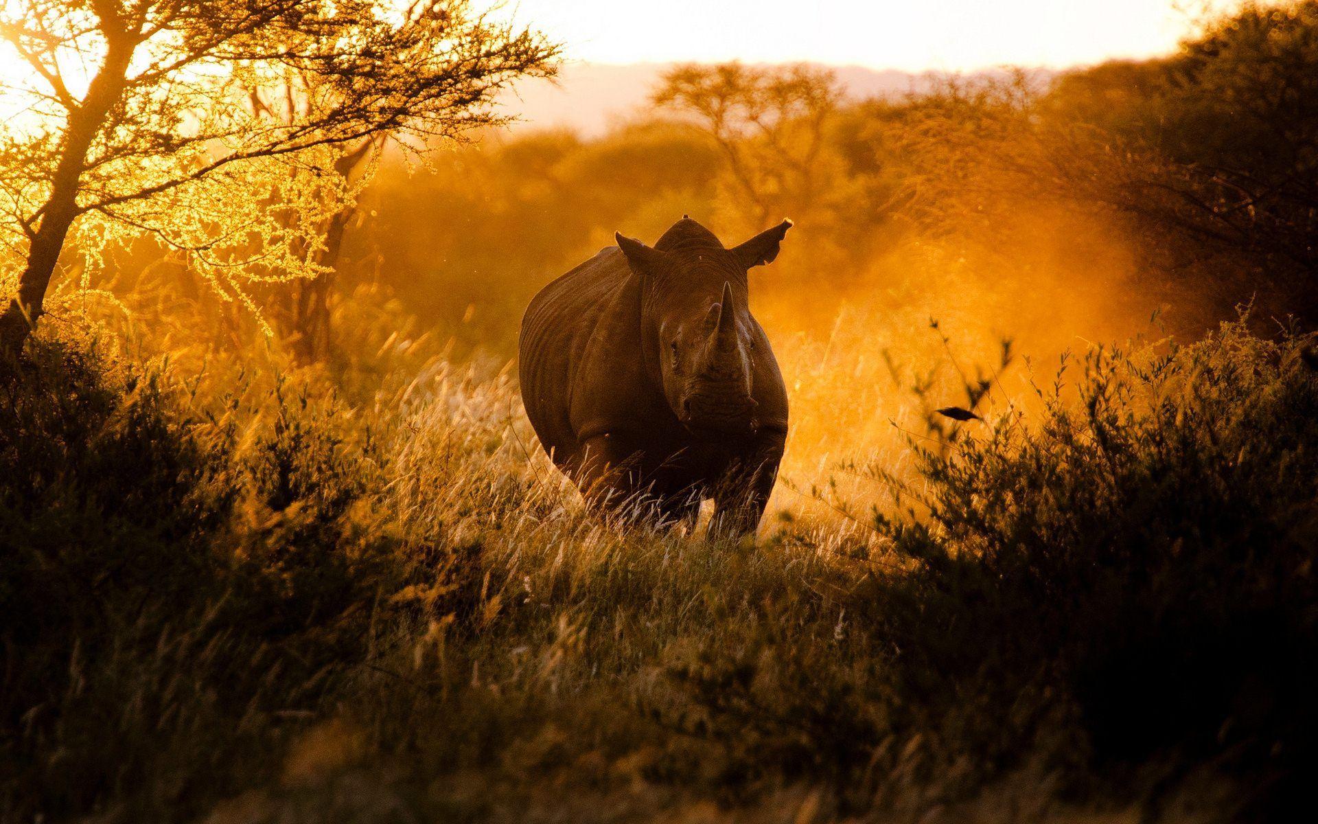 500 Rhino Pictures HD  Download Free Images on Unsplash